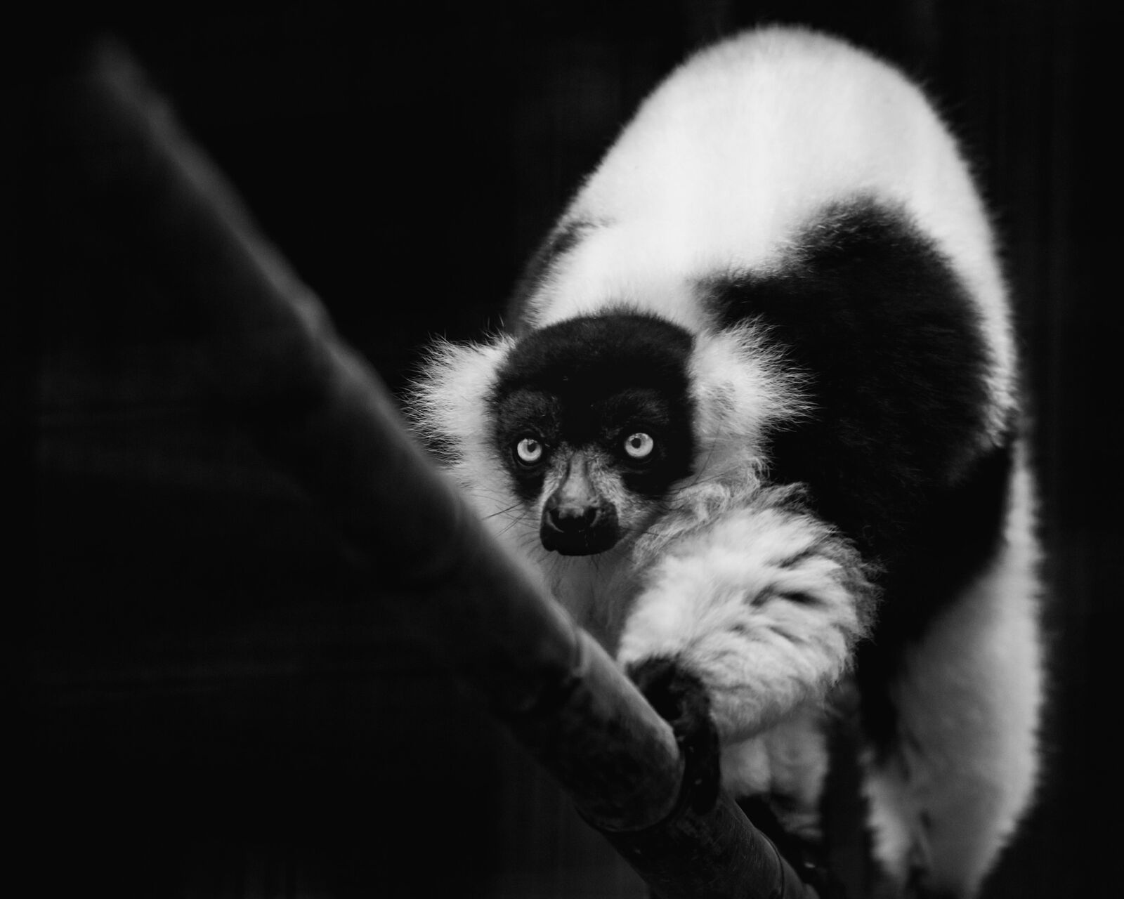 Nikon D750 sample photo. Black and white, monochrome photography