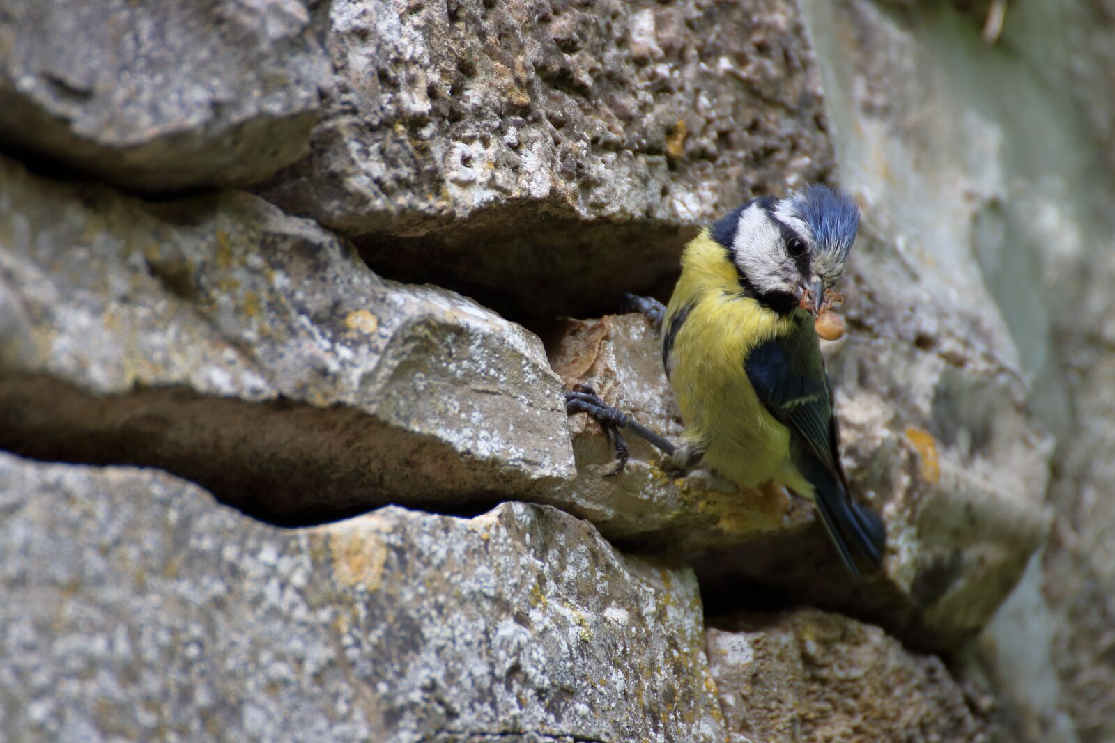 Canon EOS 80D sample photo. Tit, blue tit, bird photography