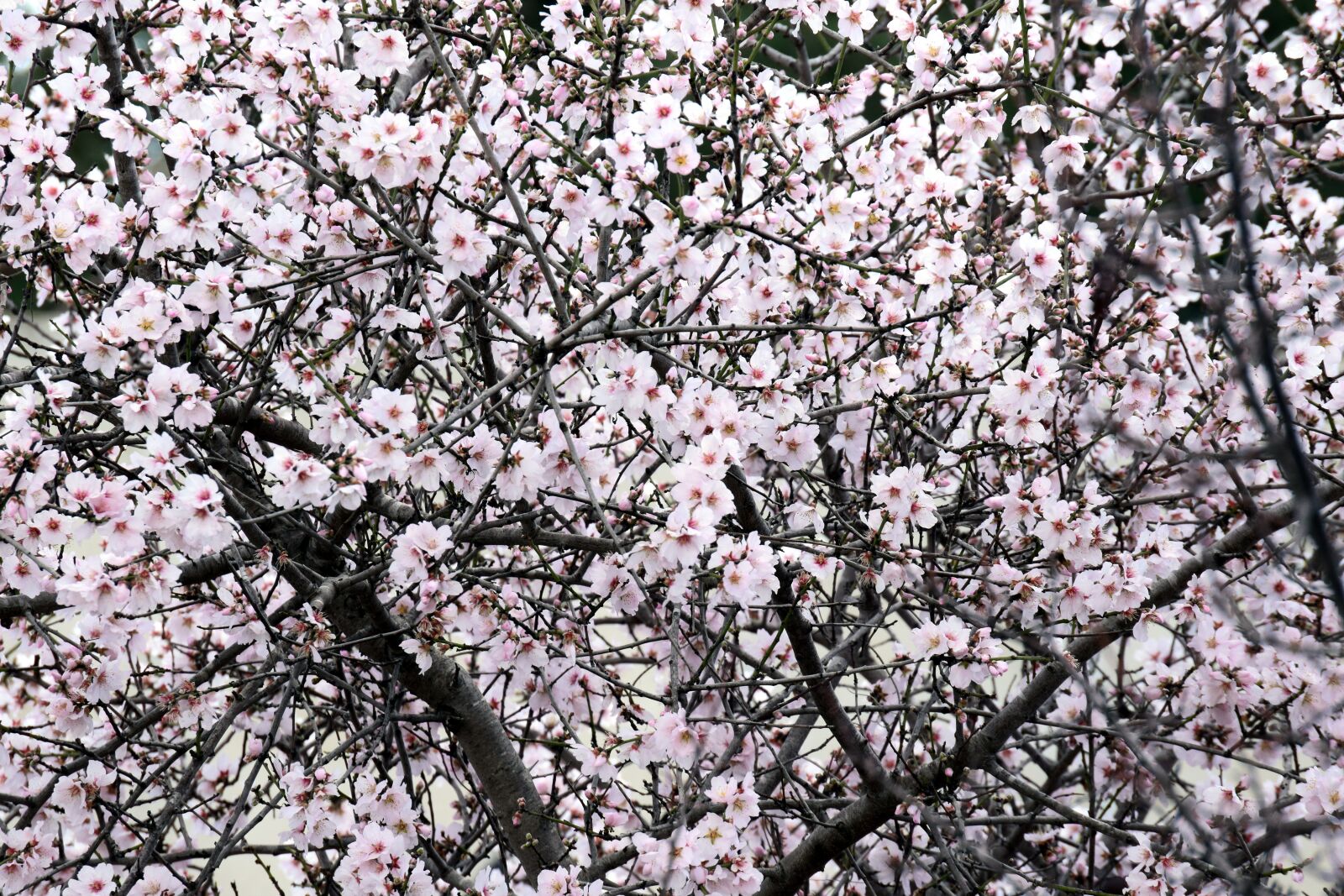 Nikon D3300 sample photo. Almond tree, almond blossom photography