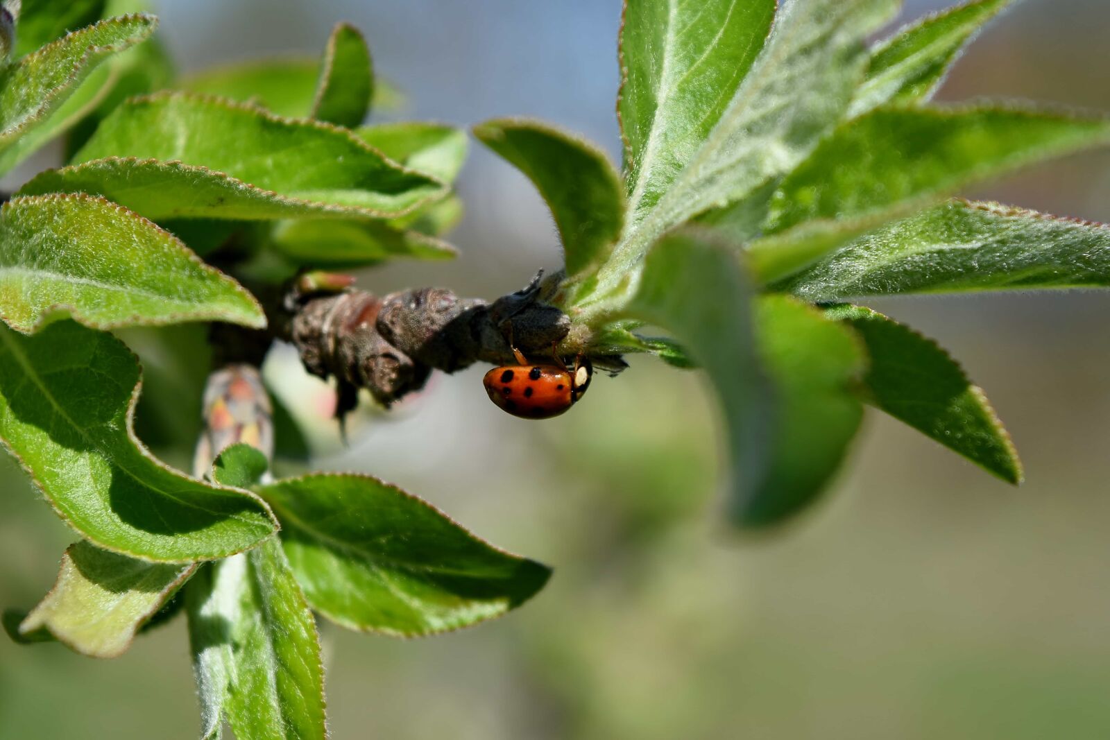Nikon D5500 sample photo. Ladybug, arthropod, beetle, spring photography