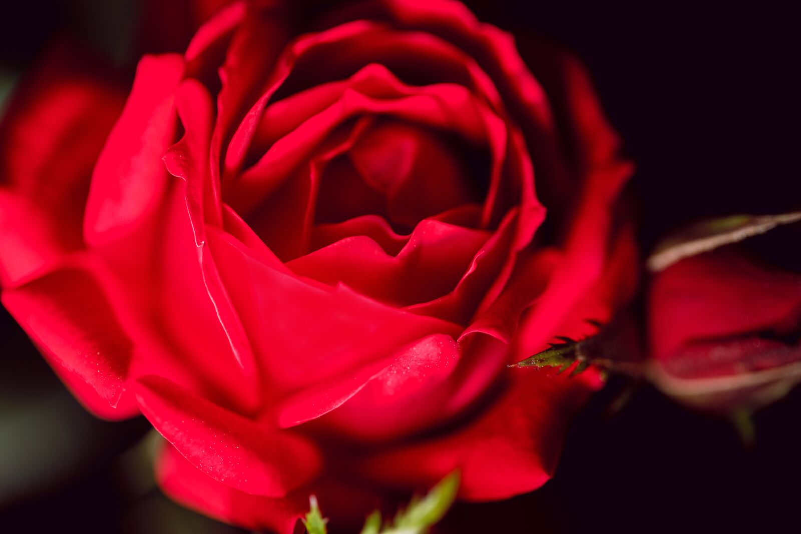 Canon EOS 5D Mark IV + Canon EF 100mm F2.8L Macro IS USM sample photo. Rose, red, flower photography
