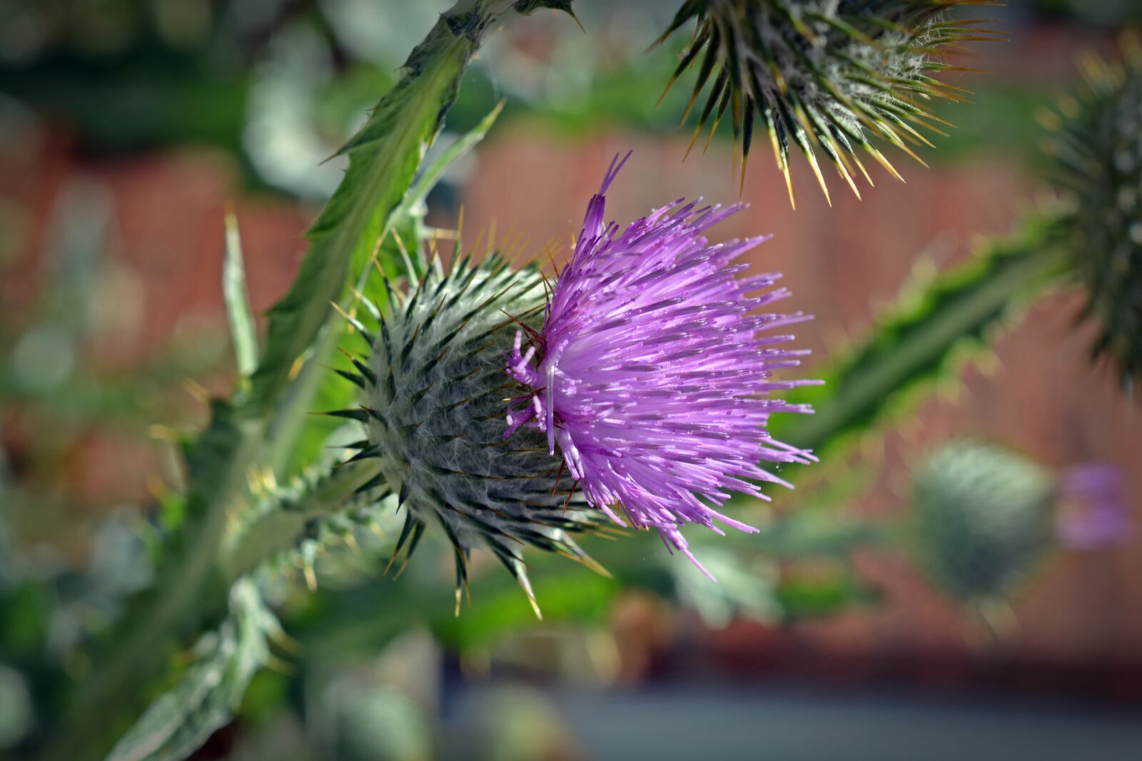 Nikon D5200 sample photo. Thistle, blossom, bloom photography