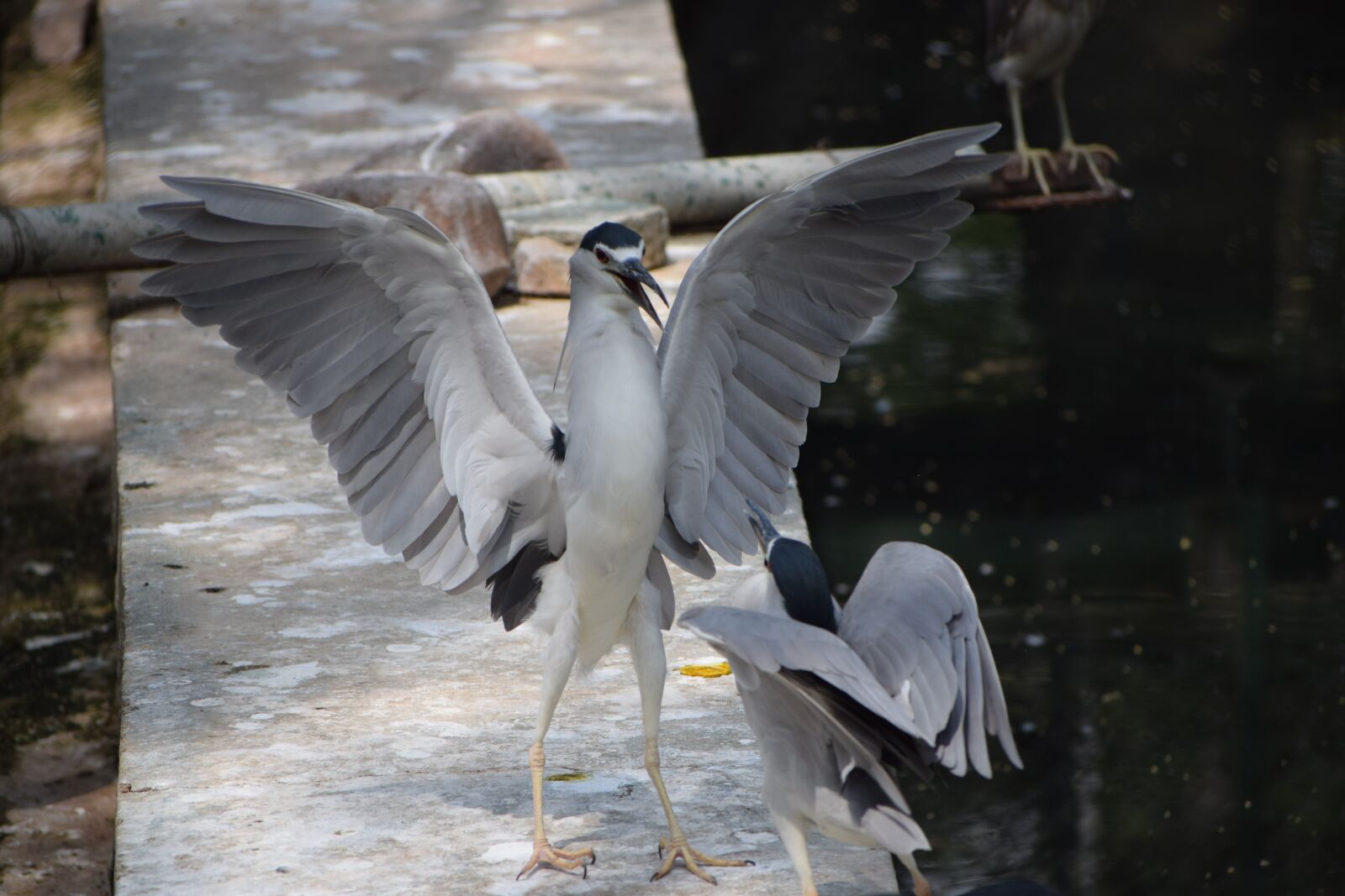 Nikon D3300 sample photo. Bannerghatta biological park, water photography