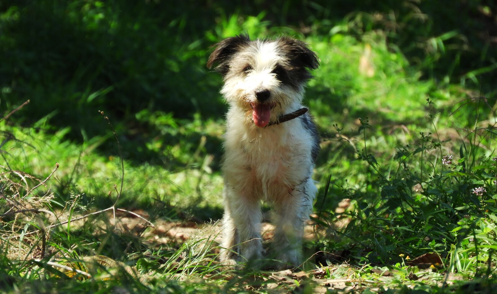 Nikon Coolpix B700 sample photo. Dog, puppy, tamed photography