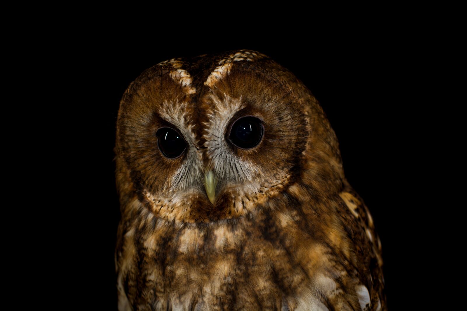Nikon D7100 sample photo. Owl, bird, feather photography