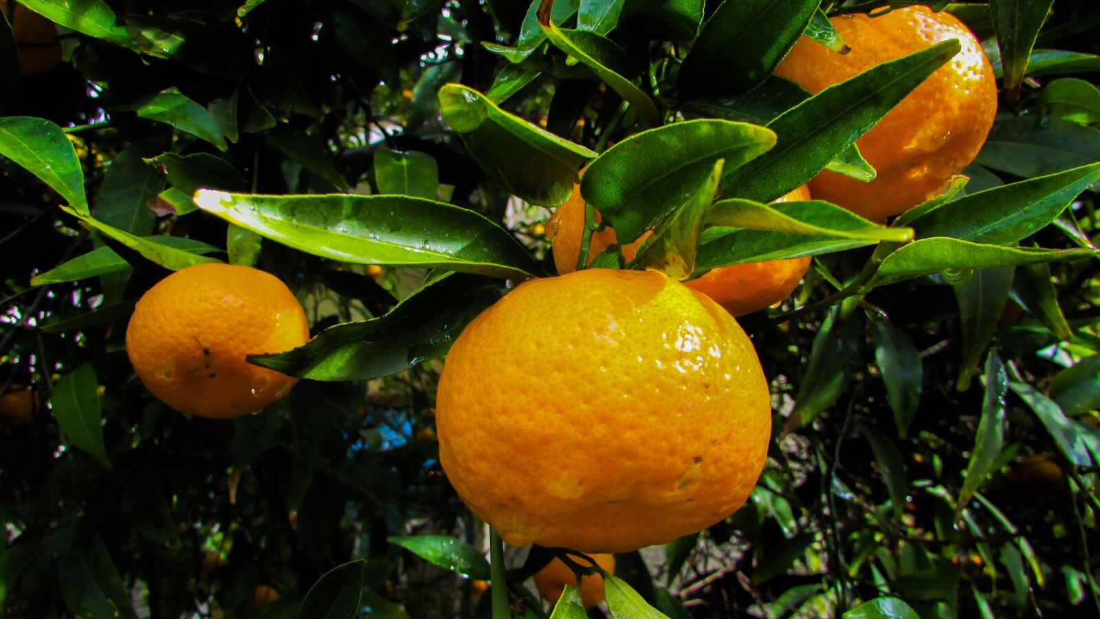 Canon PowerShot SX400 IS sample photo. Mandarin, fruit, tangerine photography