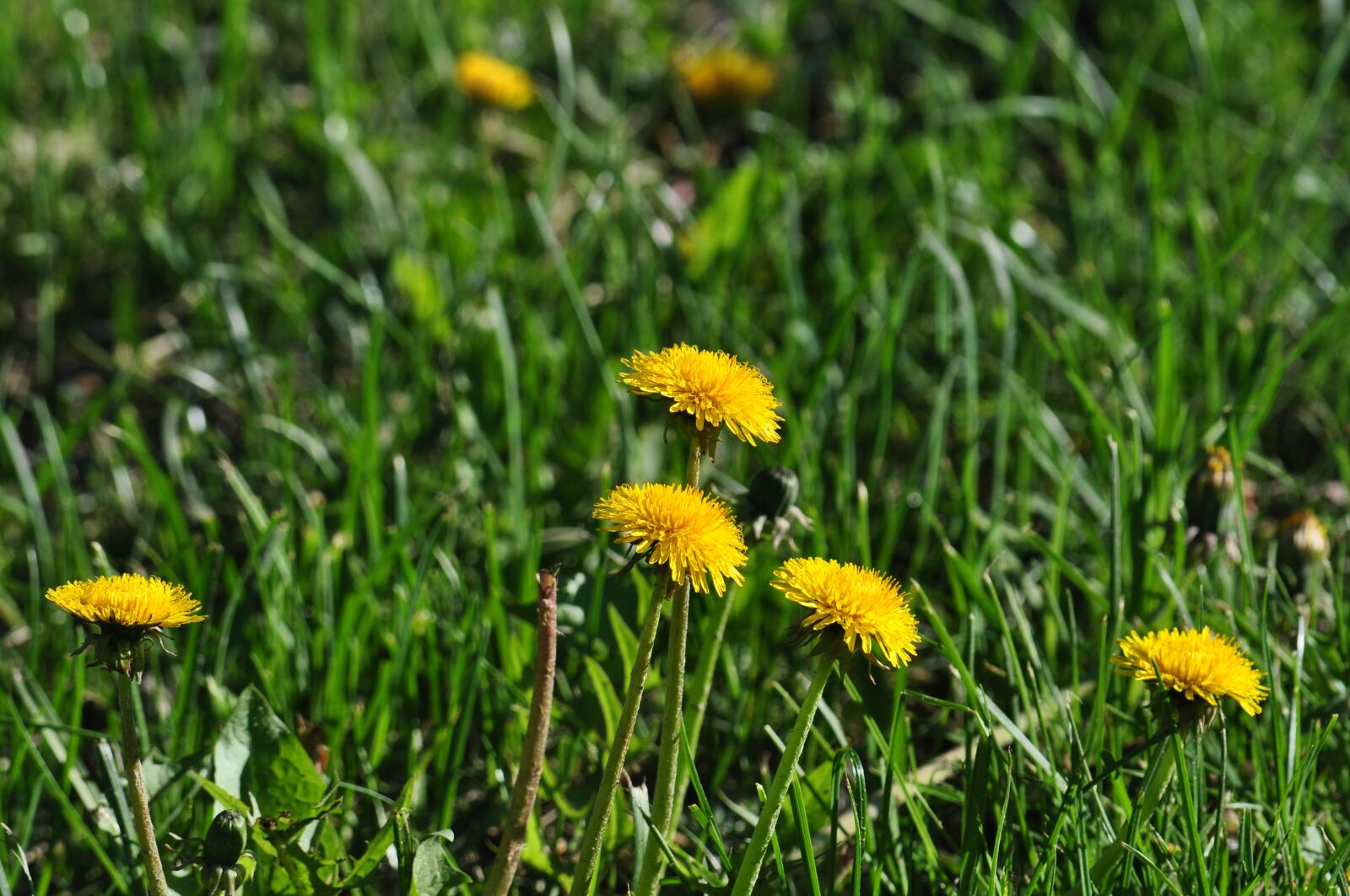 Nikon D5000 sample photo. Flowers, spring, april photography