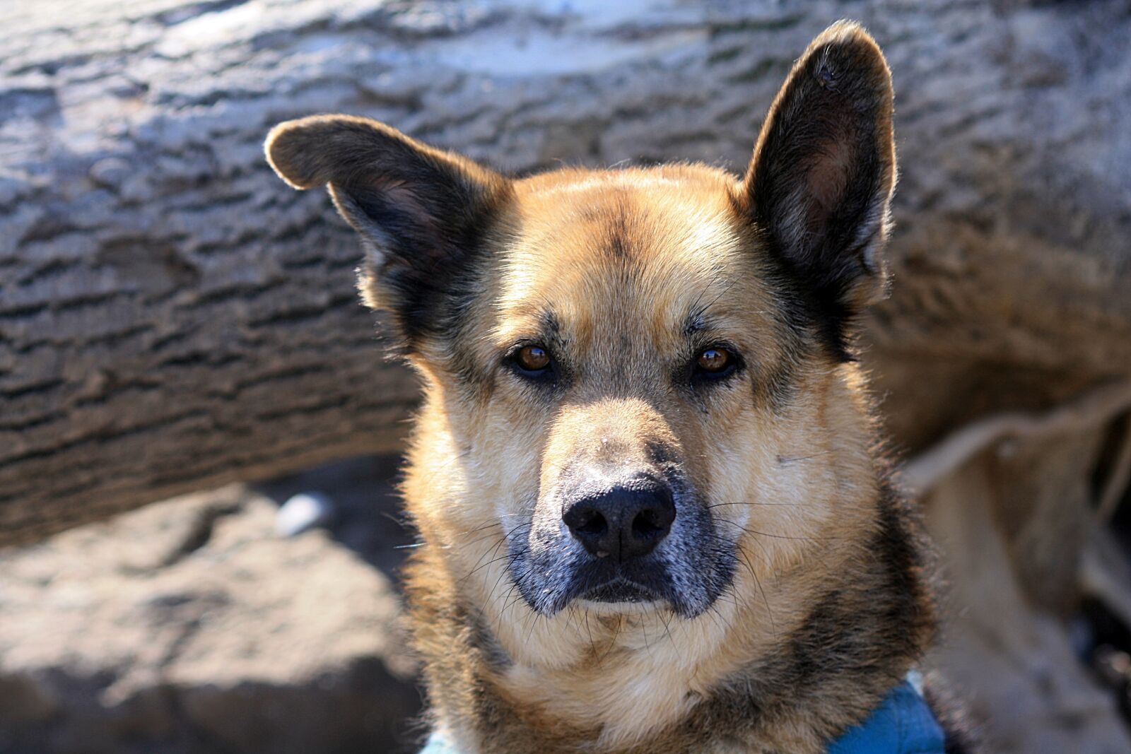 Canon EOS 1000D (EOS Digital Rebel XS / EOS Kiss F) sample photo. Animal, dog, portrait photography