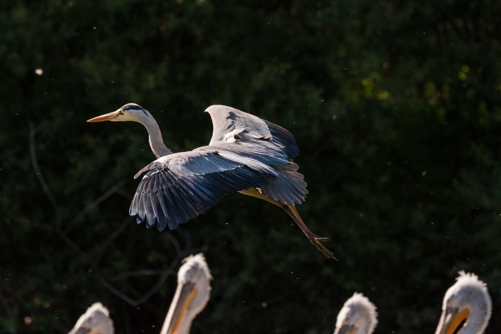 150-600mm F5-6.3 DG OS HSM | Contemporary 015 sample photo. Heron, bird, flight photography