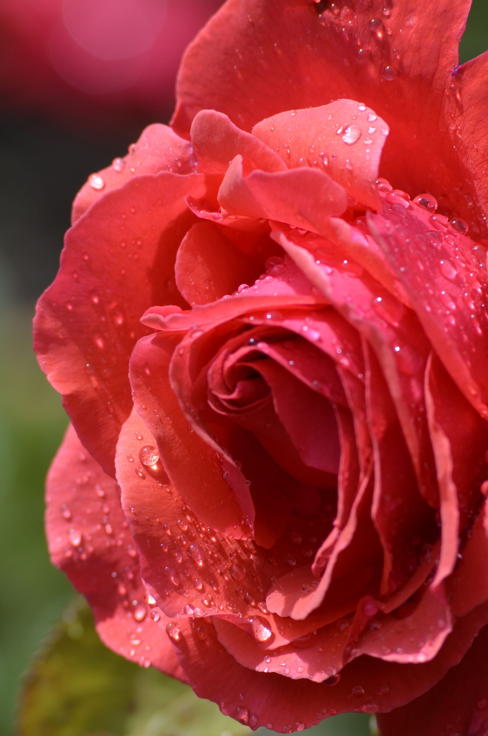 Nikon D5100 sample photo. Rose, blossom, bloom photography