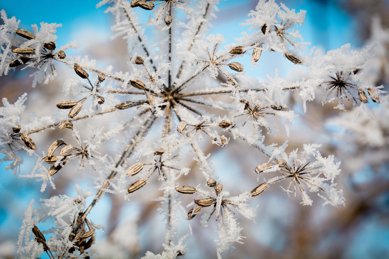 Nikon D7100 sample photo. Frost, ice, ripe photography