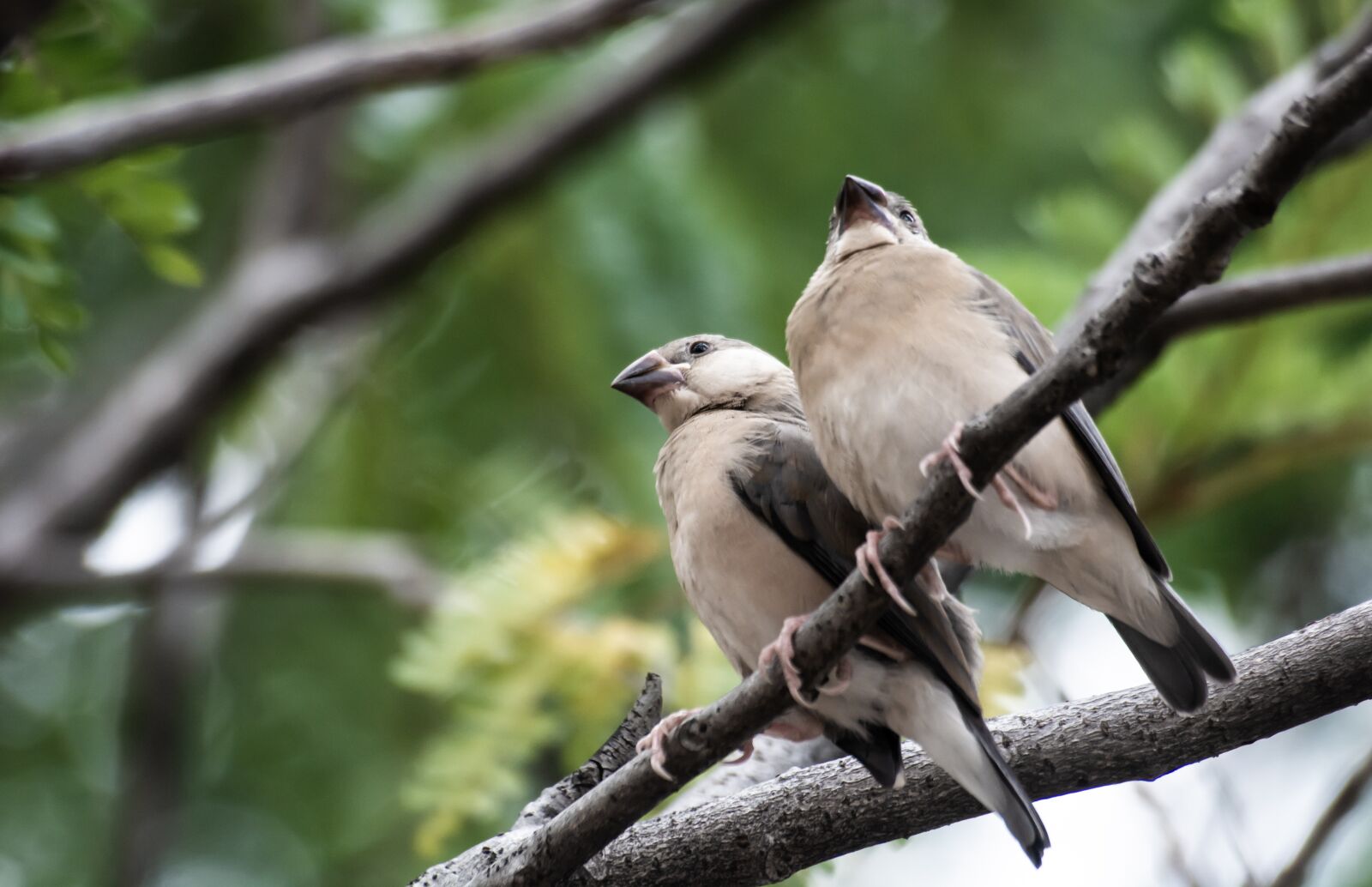 Nikon D7100 sample photo. Bird, nature, wildlife photography