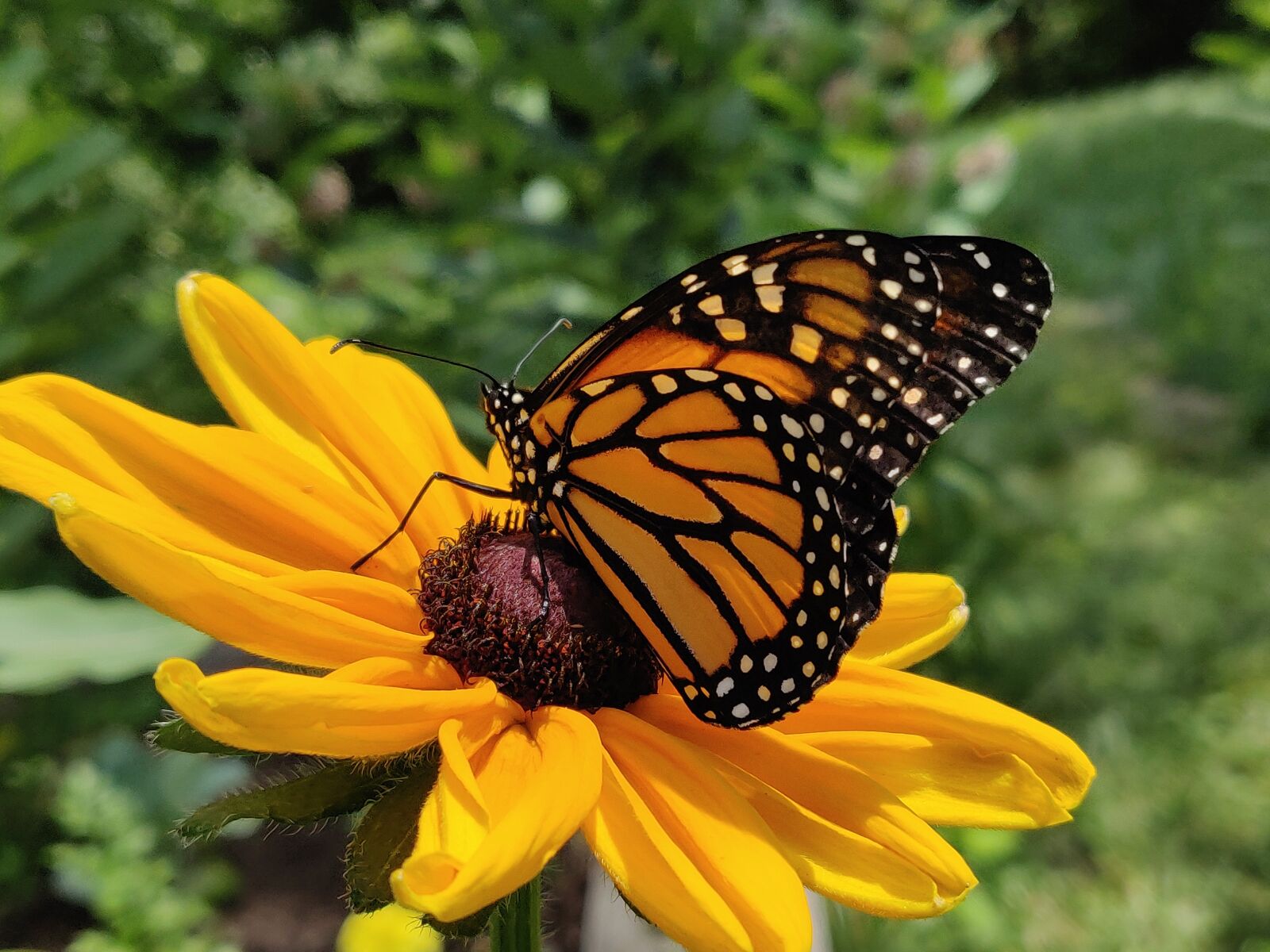 OnePlus 6 sample photo. Monarch, butterfly, monarch butterfly photography