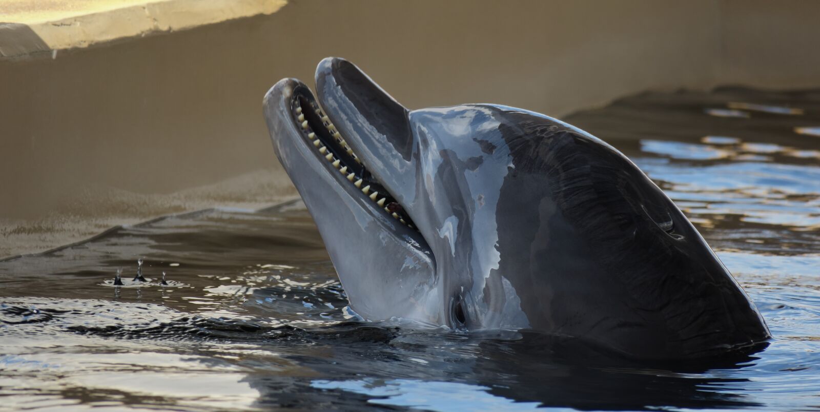 Canon PowerShot G3 X sample photo. Dolphin, bottle nose, bottlenose photography