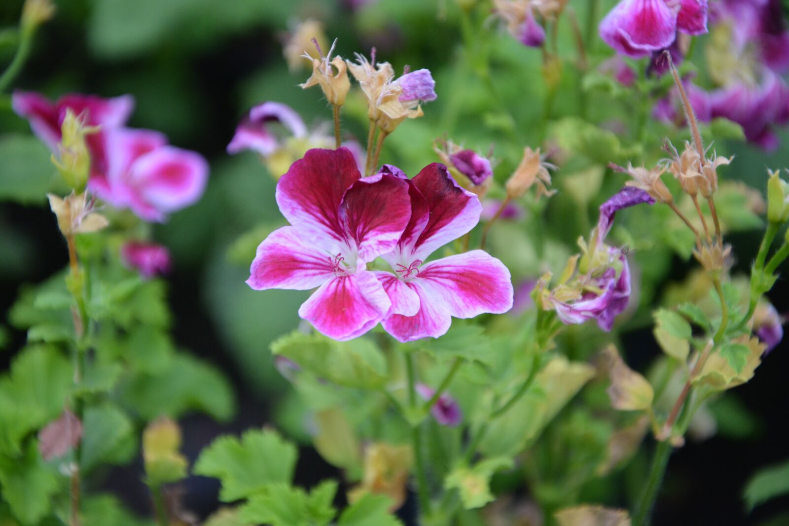 Nikon D5200 sample photo. Flowers red white, garden photography