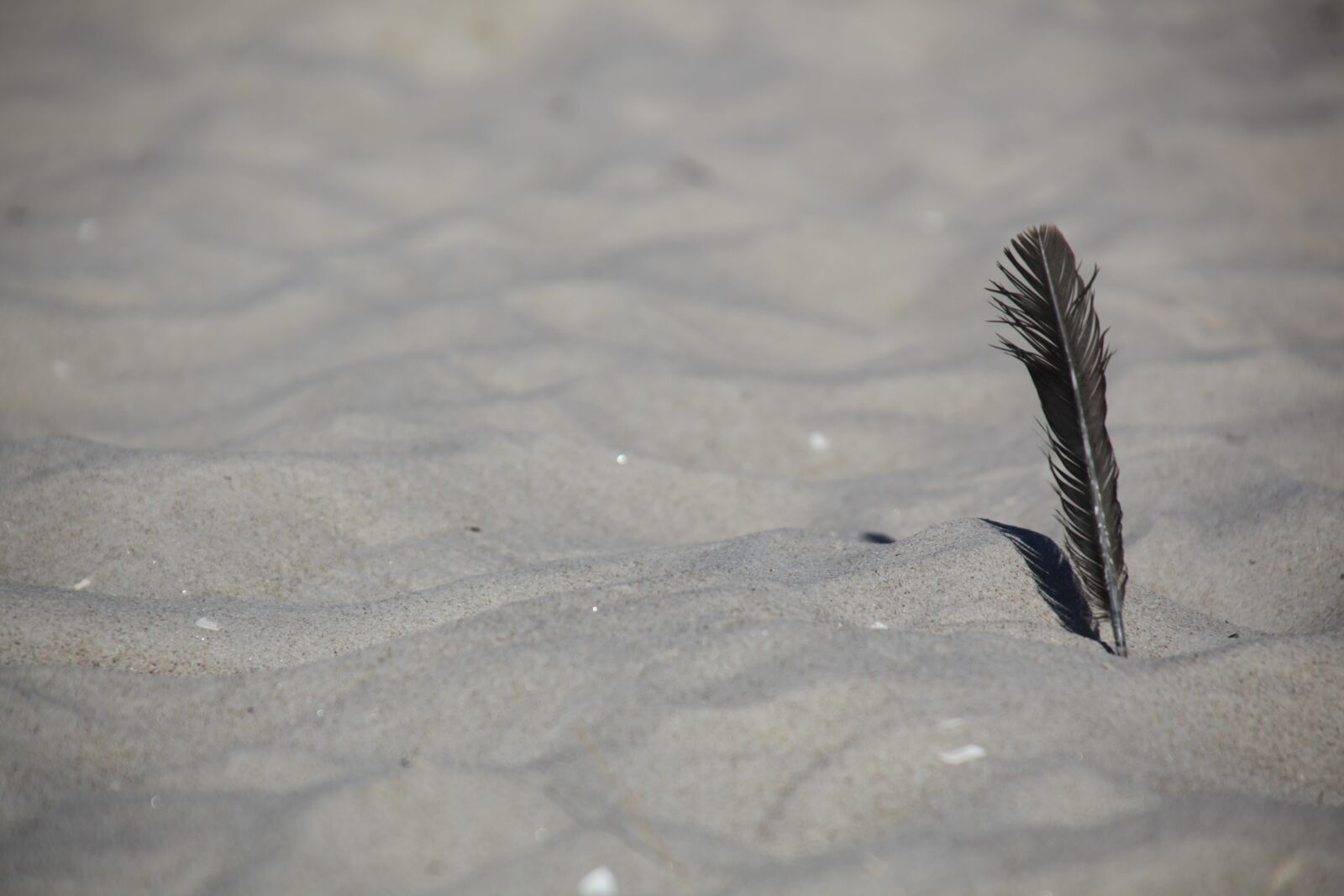 Canon EOS 5D Mark II sample photo. Sand, feather, beach photography