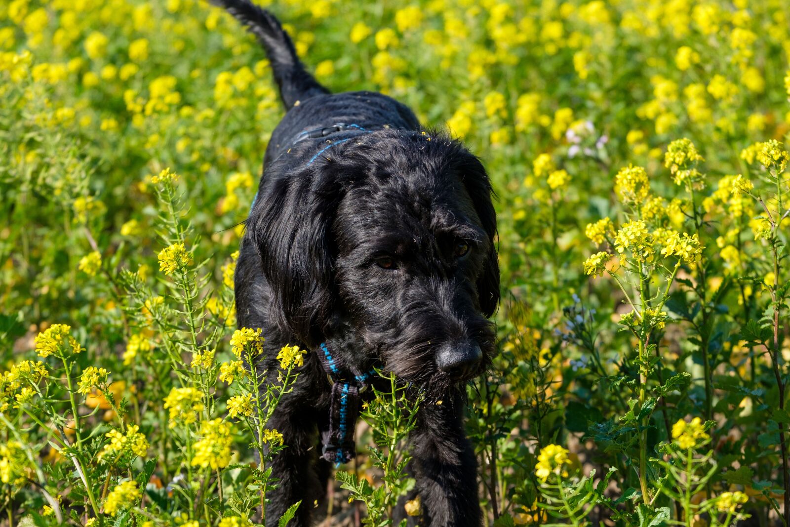 Fujifilm X-T2 + Fujifilm XF 55-200mm F3.5-4.8 R LM OIS sample photo. Puppy, dog, pet photography