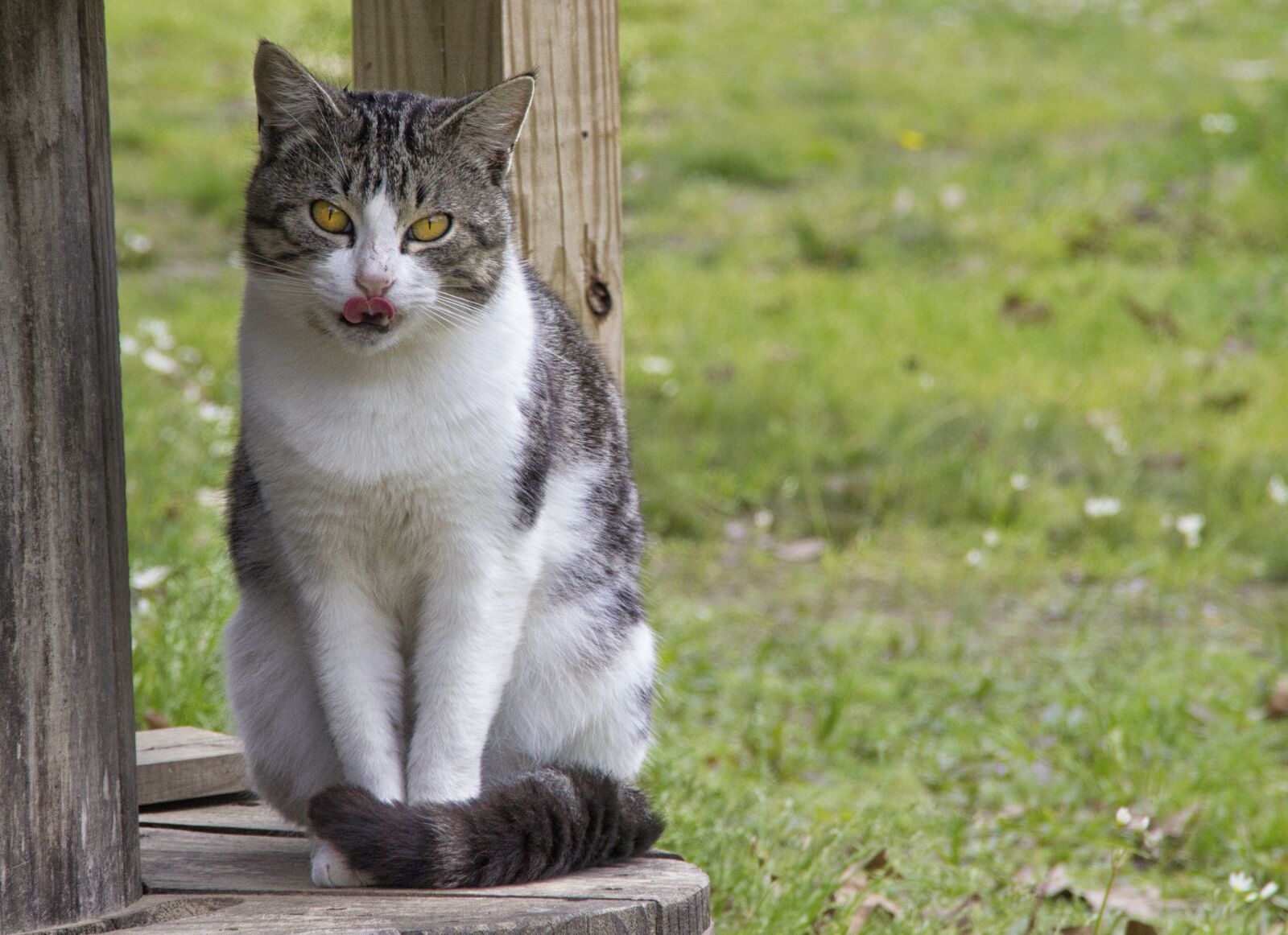 Canon EOS 600D (Rebel EOS T3i / EOS Kiss X5) sample photo. Cat, pet, farm photography