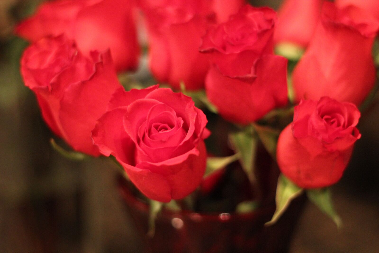 Canon EOS 550D (EOS Rebel T2i / EOS Kiss X4) sample photo. Red rose, love, floral photography