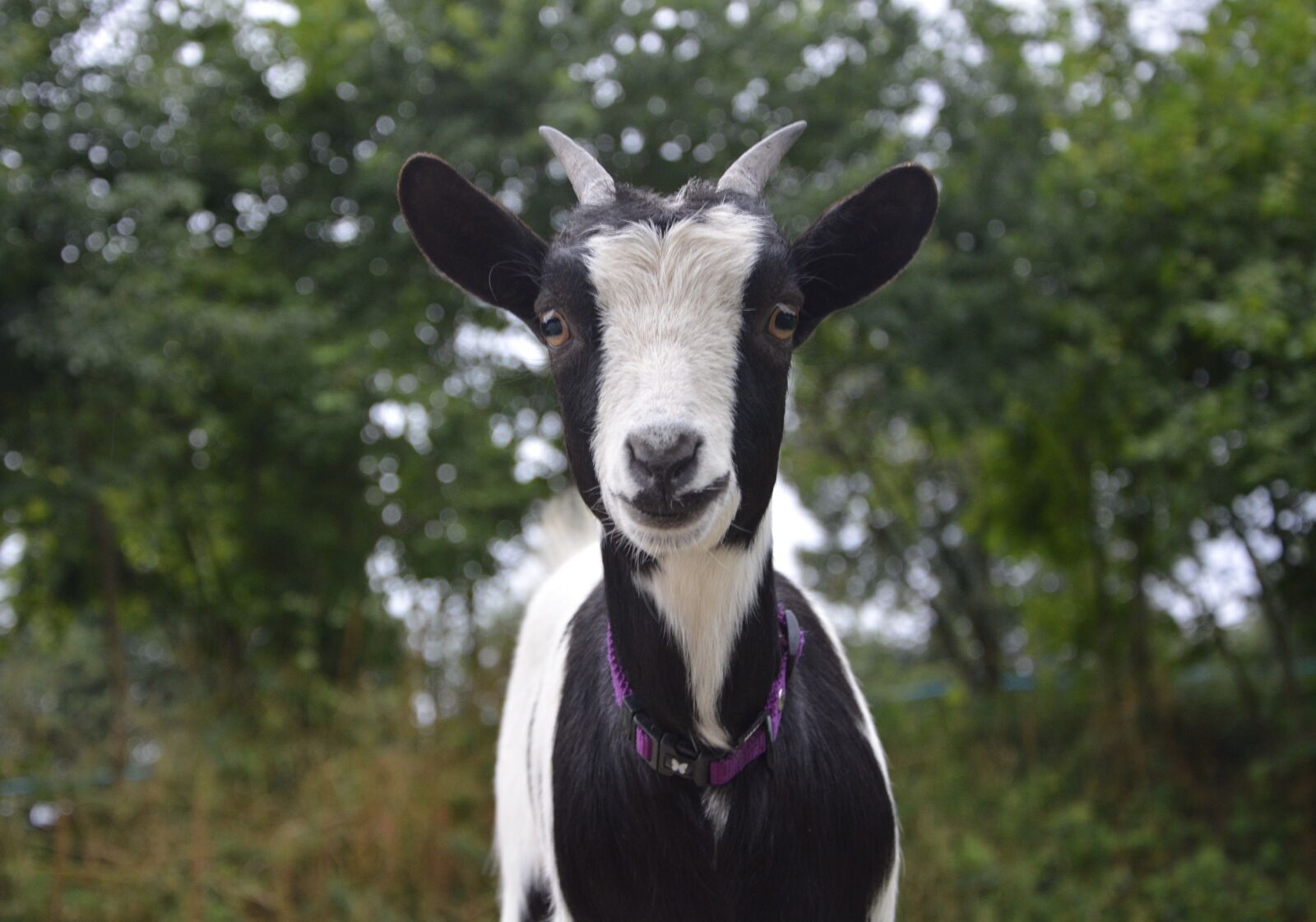Nikon D5200 sample photo. Dwarf goat, small, black photography