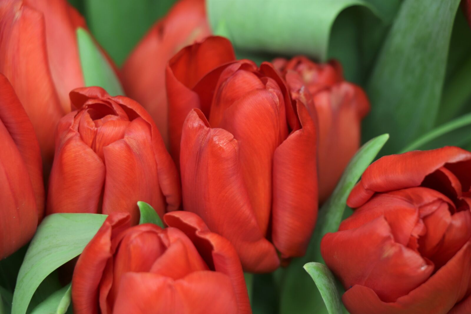 Canon EOS 77D (EOS 9000D / EOS 770D) sample photo. Tulips, red, flowers photography