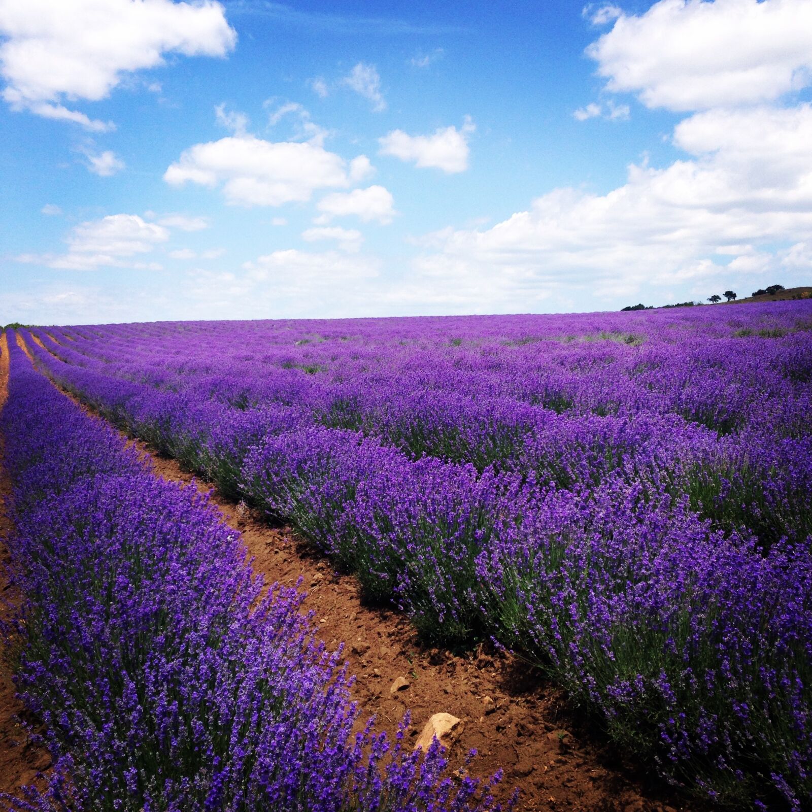 iPhone 5c back camera 4.12mm f/2.4 sample photo. Lavender, field, flowers photography