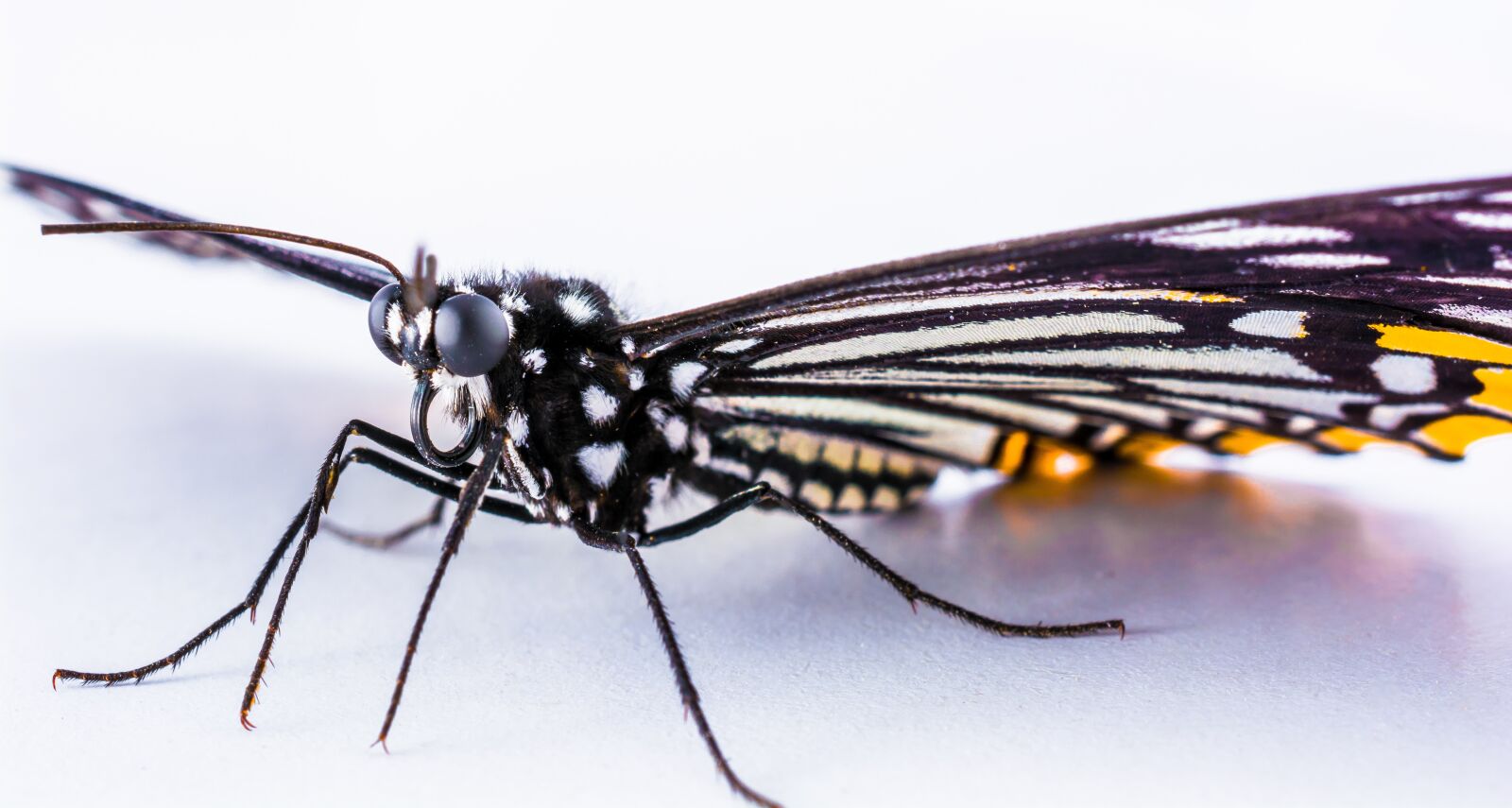 Nikon D5200 sample photo. Butterfly, insect photography