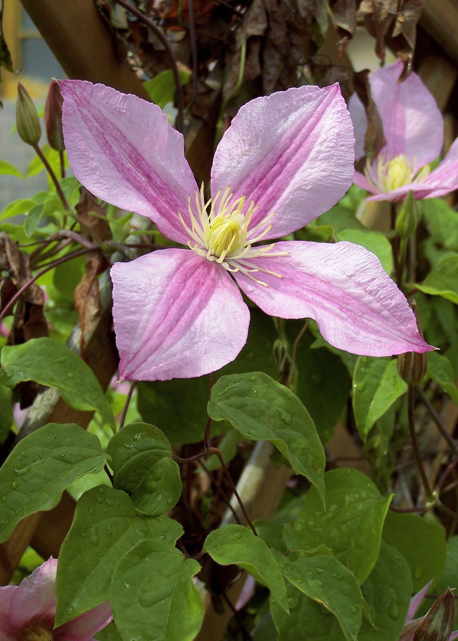 Kodak Z740 ZOOM DIGITAL CAMERA sample photo. Klemátisz, clematis, garden photography