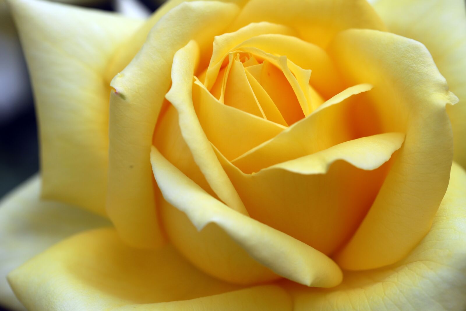 Canon EOS 6D Mark II sample photo. Rose, petal, flowers photography