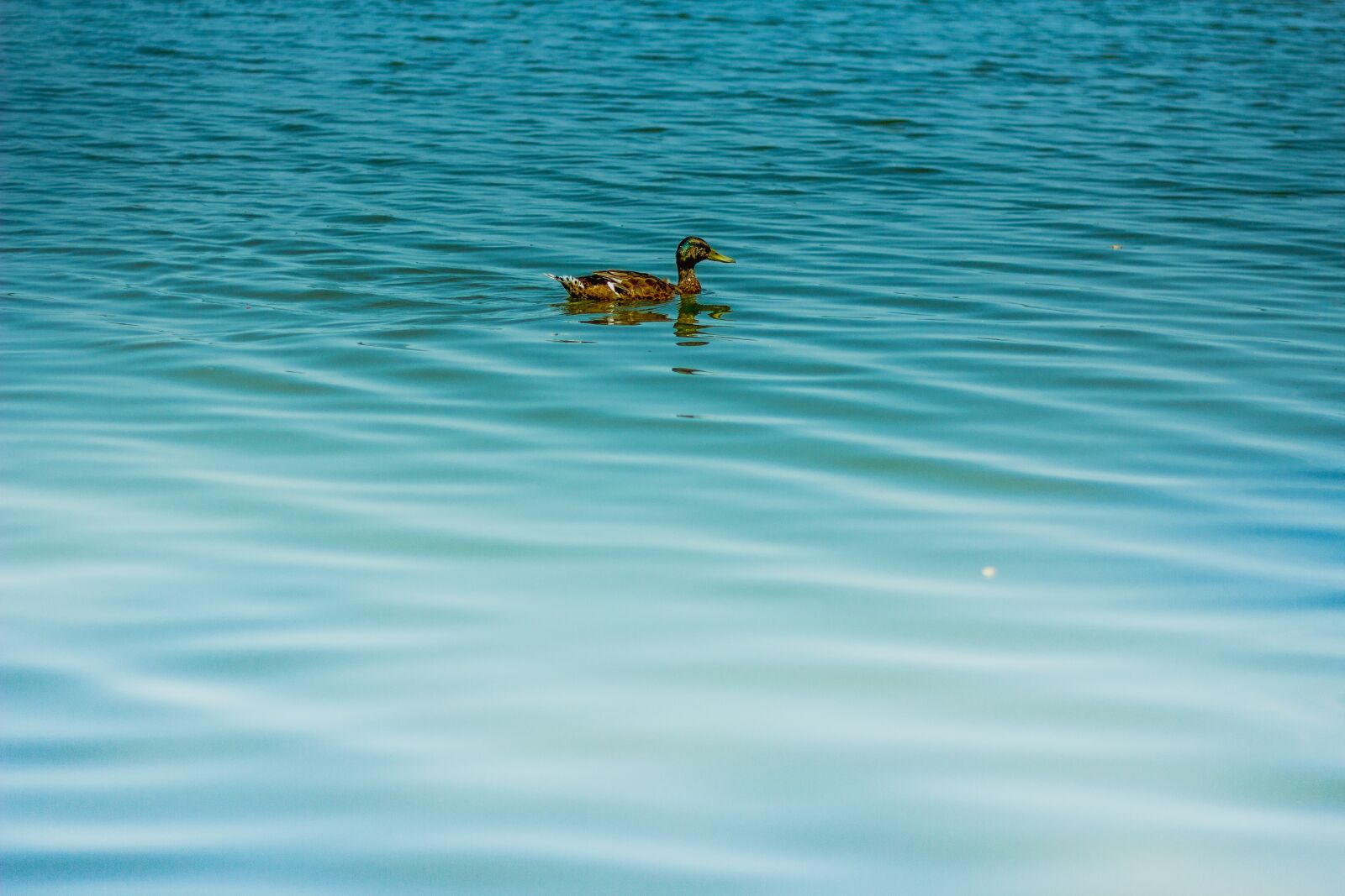Canon EOS 60D + Canon EF 50mm F1.8 II sample photo. Duck, ticks, water photography