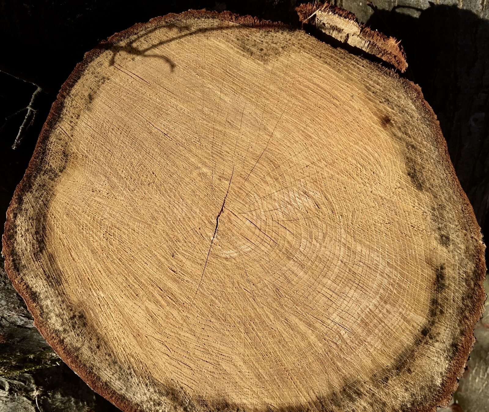 iPhone SE back camera 4.15mm f/2.2 sample photo. Annual rings, wood, tribe photography