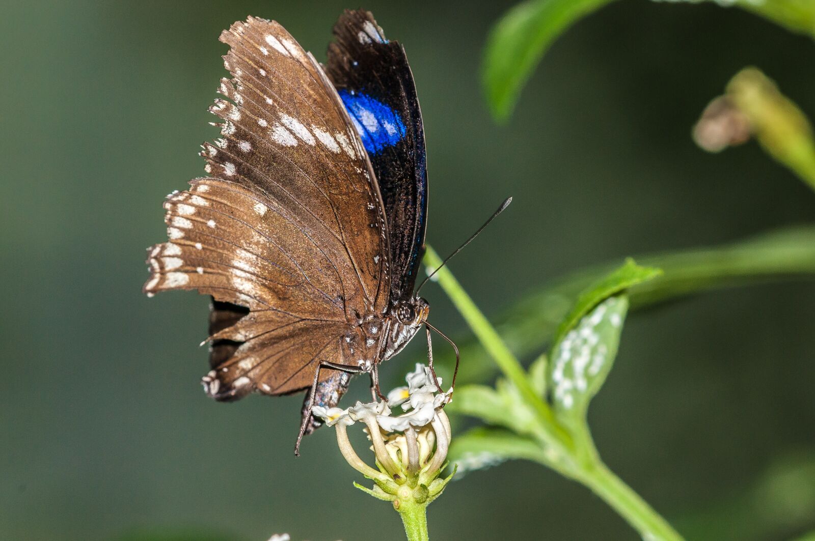 Nikon D300 sample photo. Butterfly, flower, insect photography