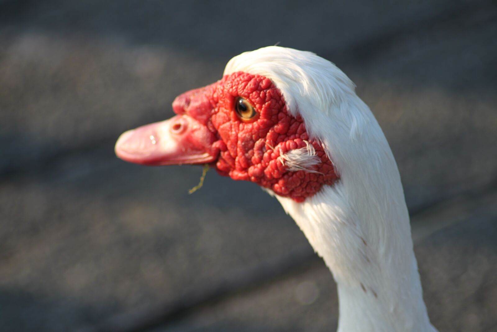 Canon EOS 500D (EOS Rebel T1i / EOS Kiss X3) sample photo. Bird, nature, animals photography