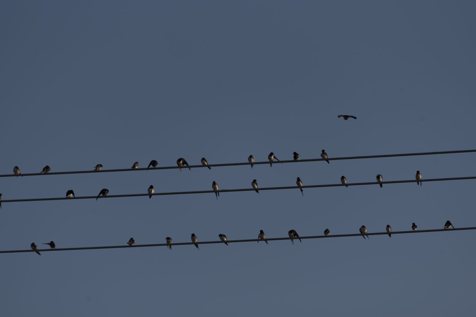 Nikon D750 sample photo. Swallows, birds, swallow photography