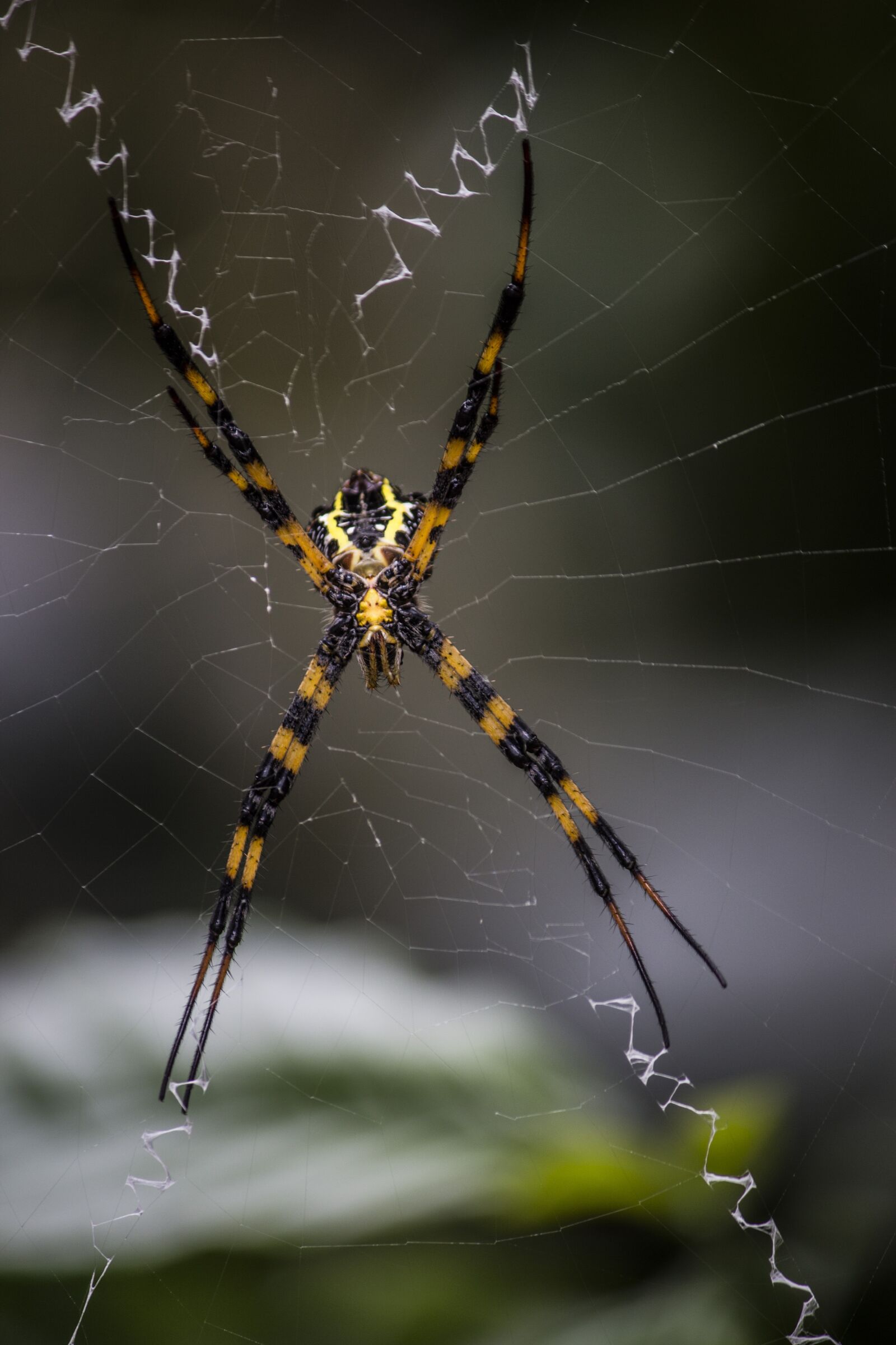 Canon EOS 700D (EOS Rebel T5i / EOS Kiss X7i) sample photo. Spider, arachnid, spiderweb photography