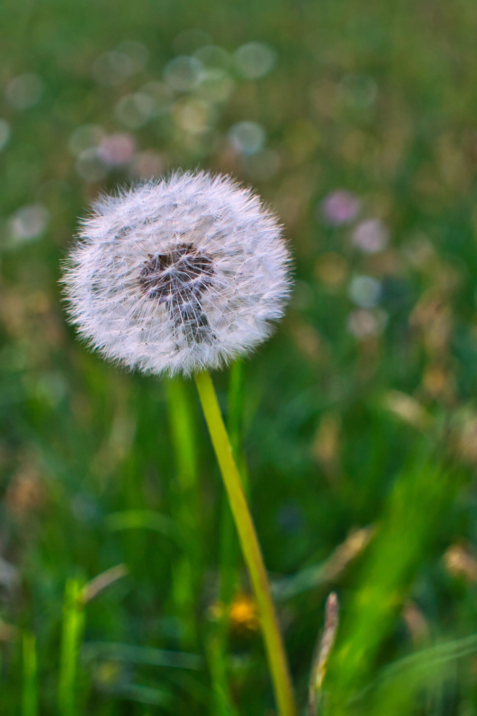 Sony a6300 sample photo. Nature, dandelion, plant photography
