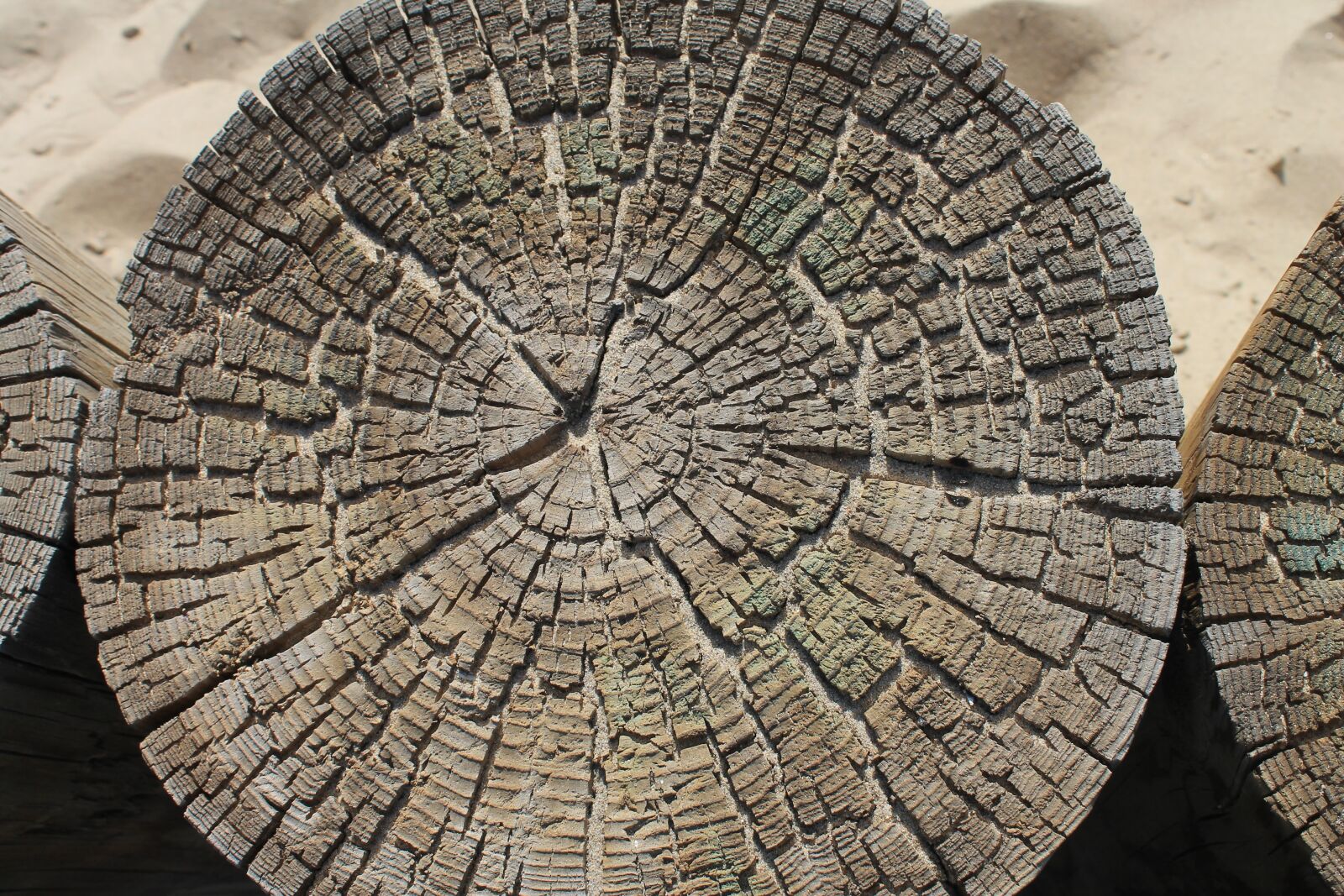 Canon EOS 1100D (EOS Rebel T3 / EOS Kiss X50) sample photo. Tree, structure, texture photography