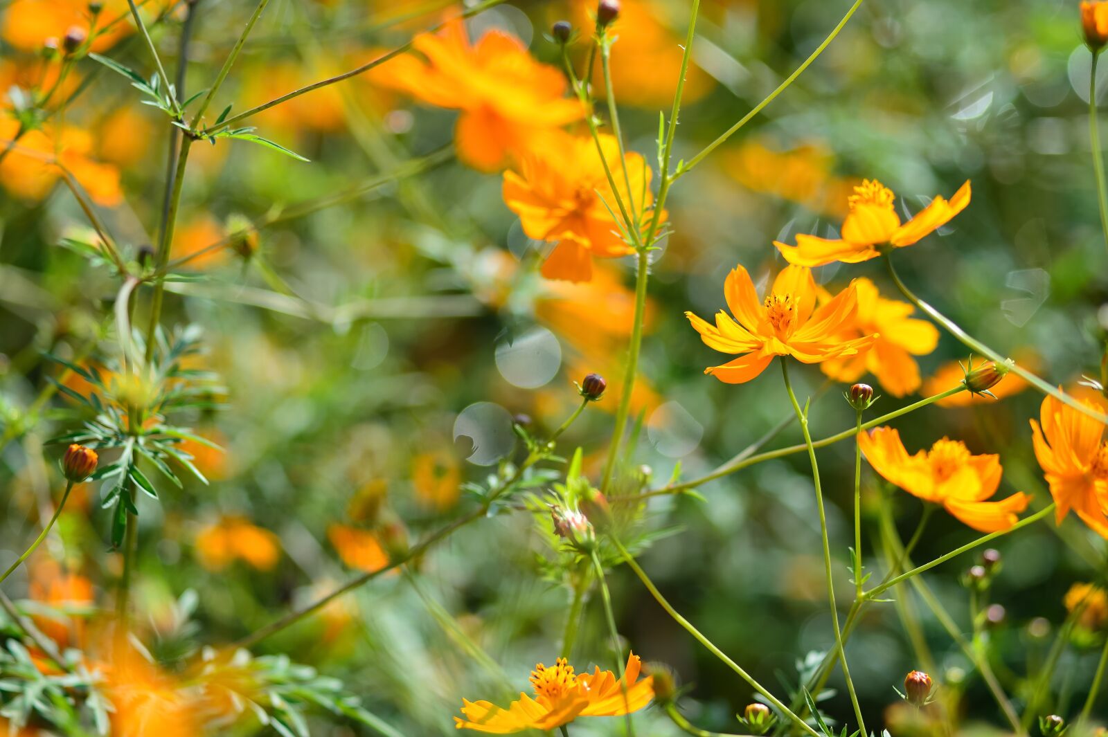 Nikon Df sample photo. Landscape, plant, flowers photography