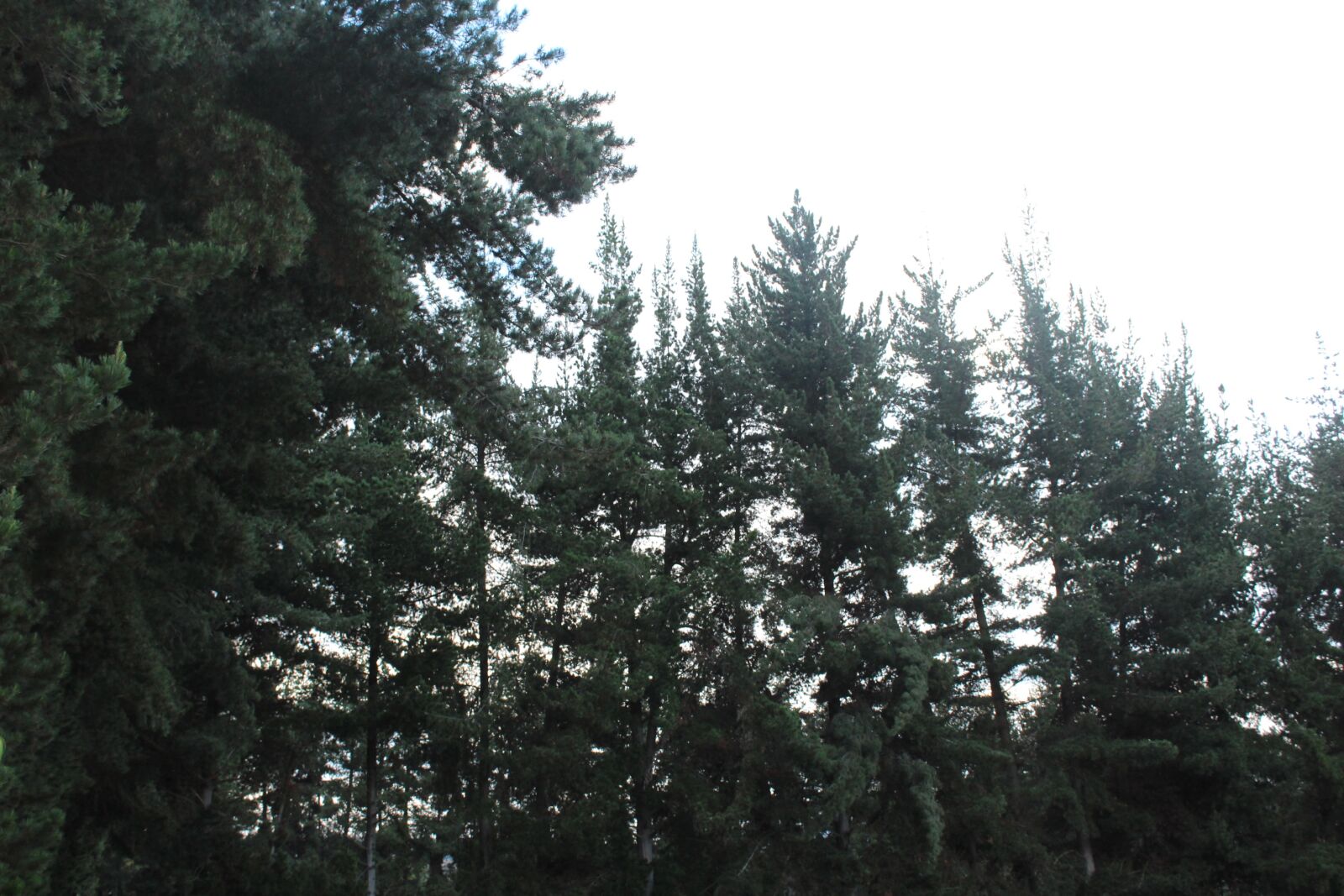 Canon EOS 1200D (EOS Rebel T5 / EOS Kiss X70 / EOS Hi) sample photo. Beautiful, cold, day, green photography