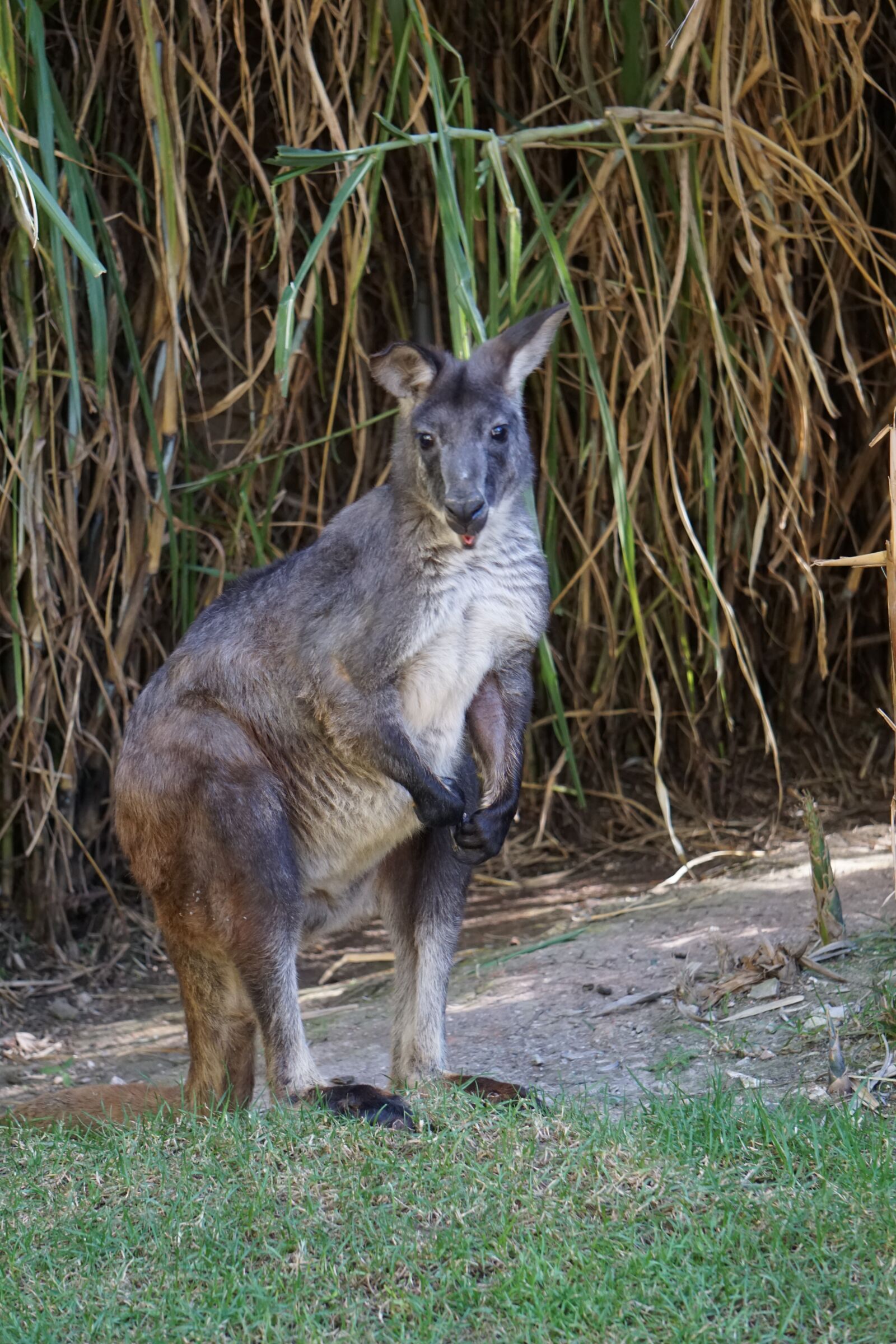 Sony E 55-210mm F4.5-6.3 OSS sample photo. Kangaroo, animal, animals photography