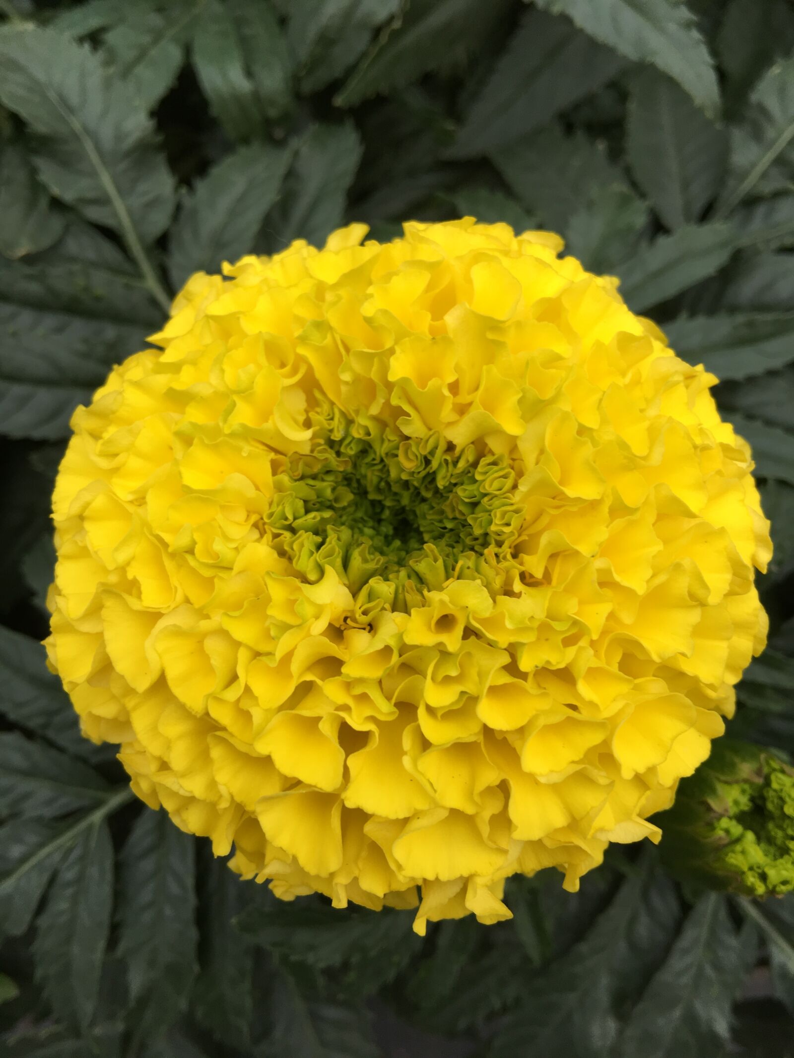 Apple iPhone 6s Plus sample photo. Flower, yellow, spring photography