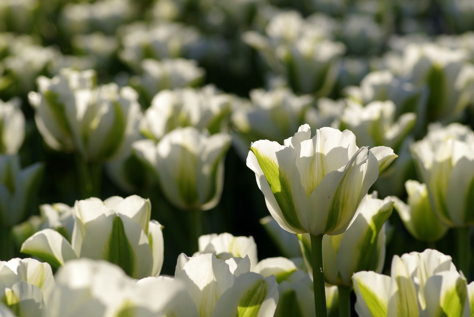 Pentax K-S2 sample photo. Tulips, green, flowerbed photography
