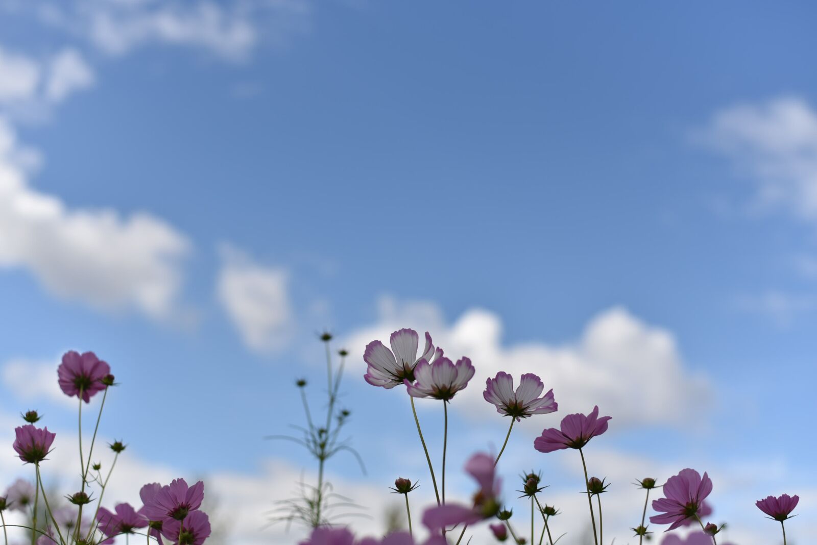 Nikon D750 sample photo. Cosmos, autumn, blue sky photography