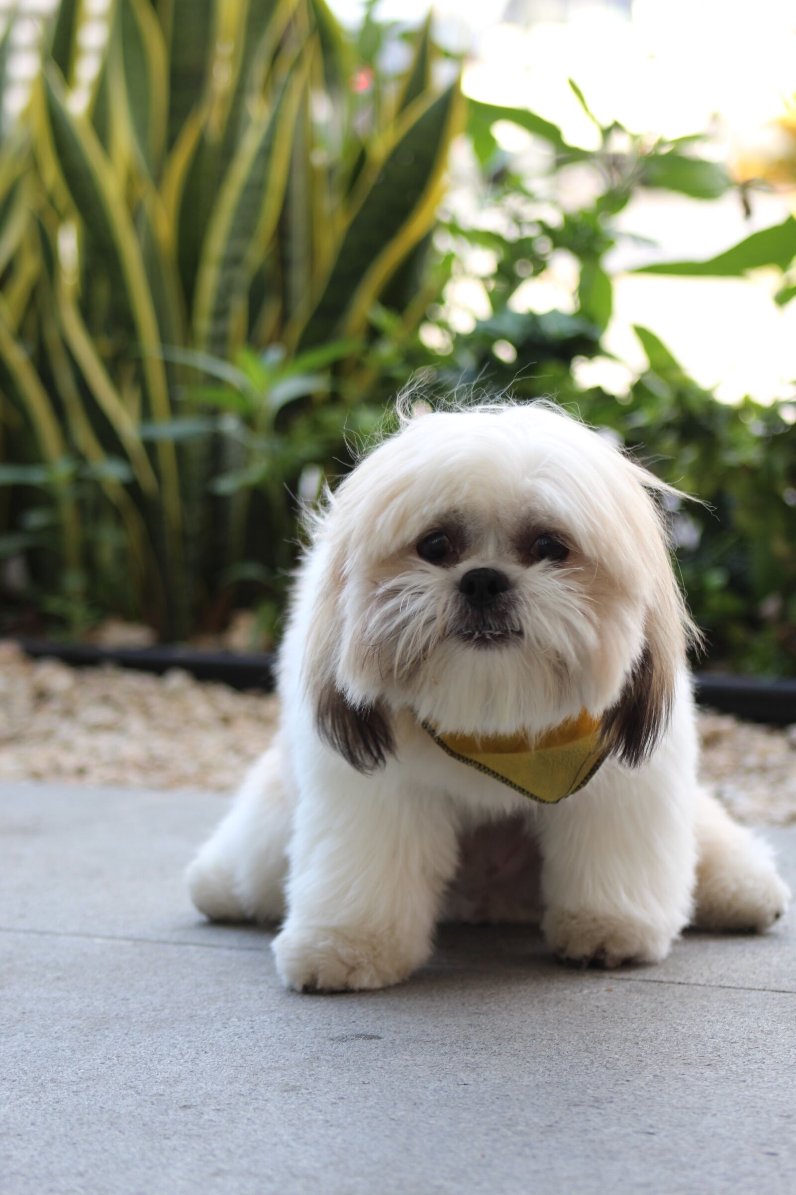 Canon EF75-300mm f/4-5.6 sample photo. Scared dog, caniche, dog photography