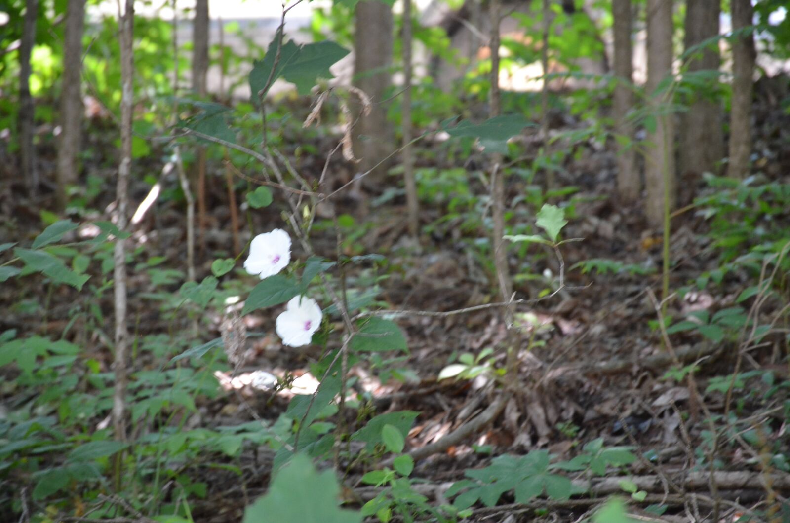Nikon D7000 sample photo. Forest, flowers, woods photography