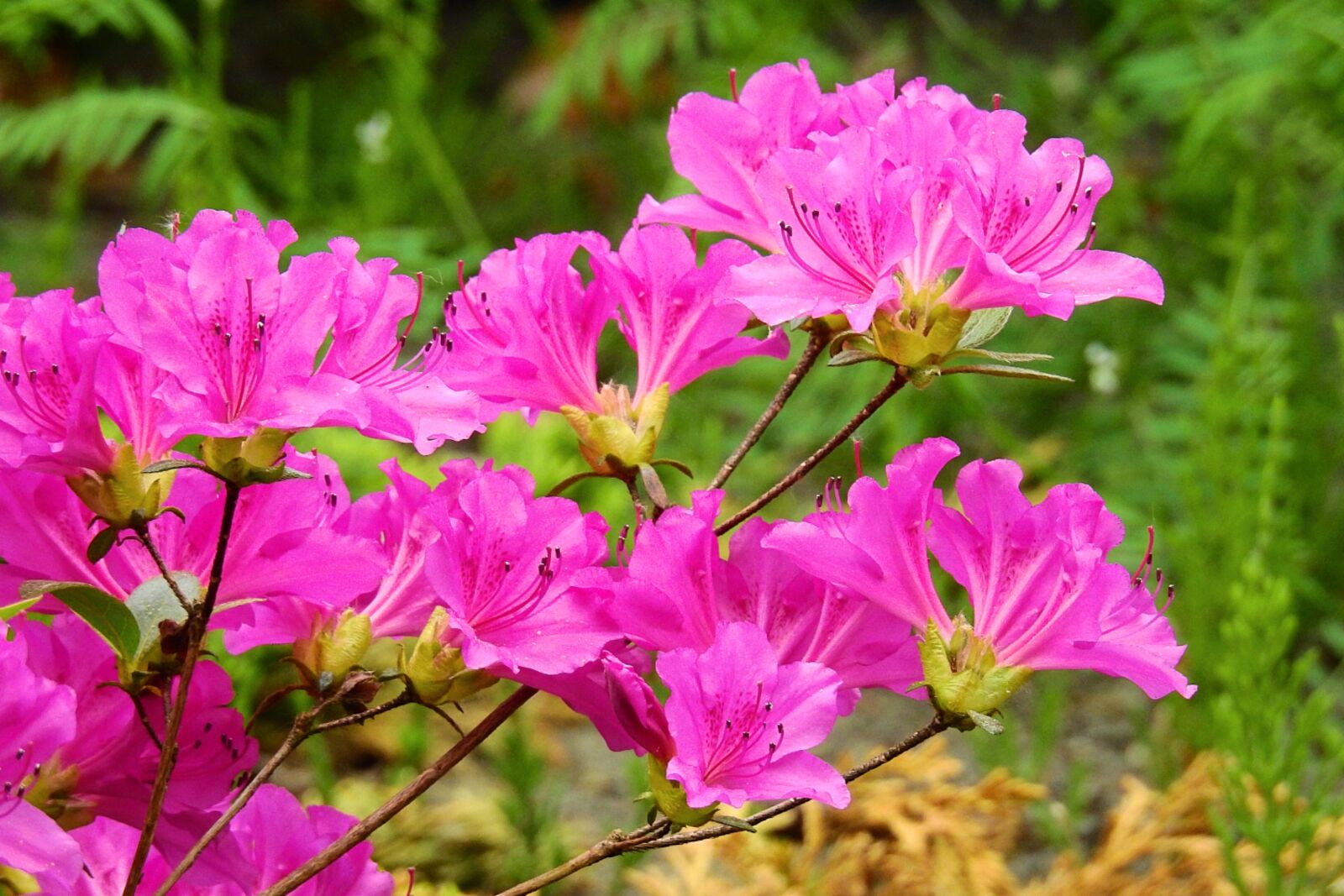Nikon Coolpix P900 sample photo. Beautiful flowers, nature, spring photography