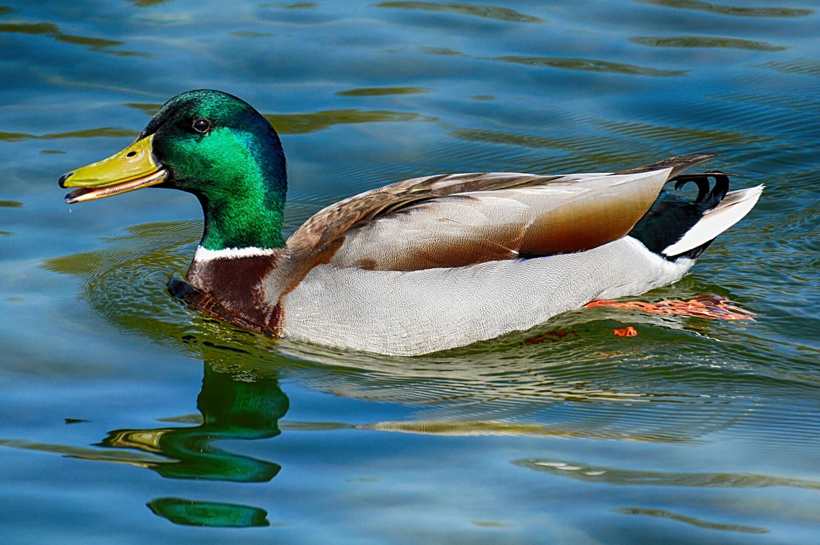 Nikon D3200 sample photo. Duck, mallard, drake photography
