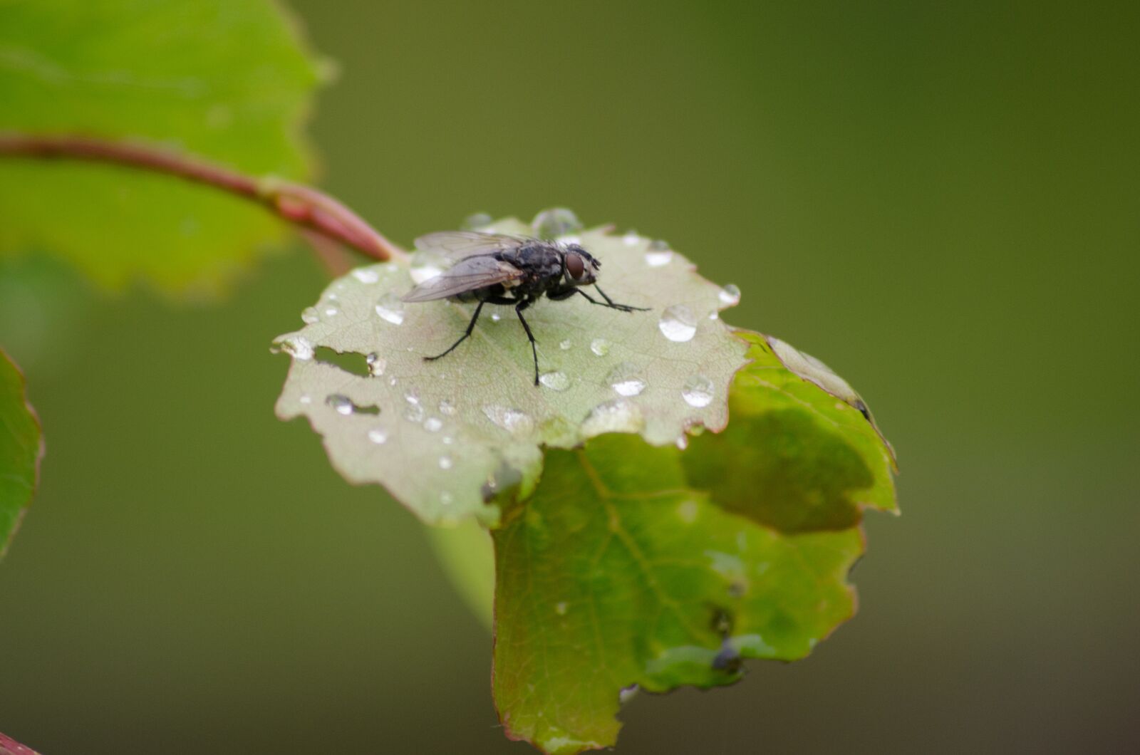 Nikon D7000 sample photo. Fly, leaf, bug photography