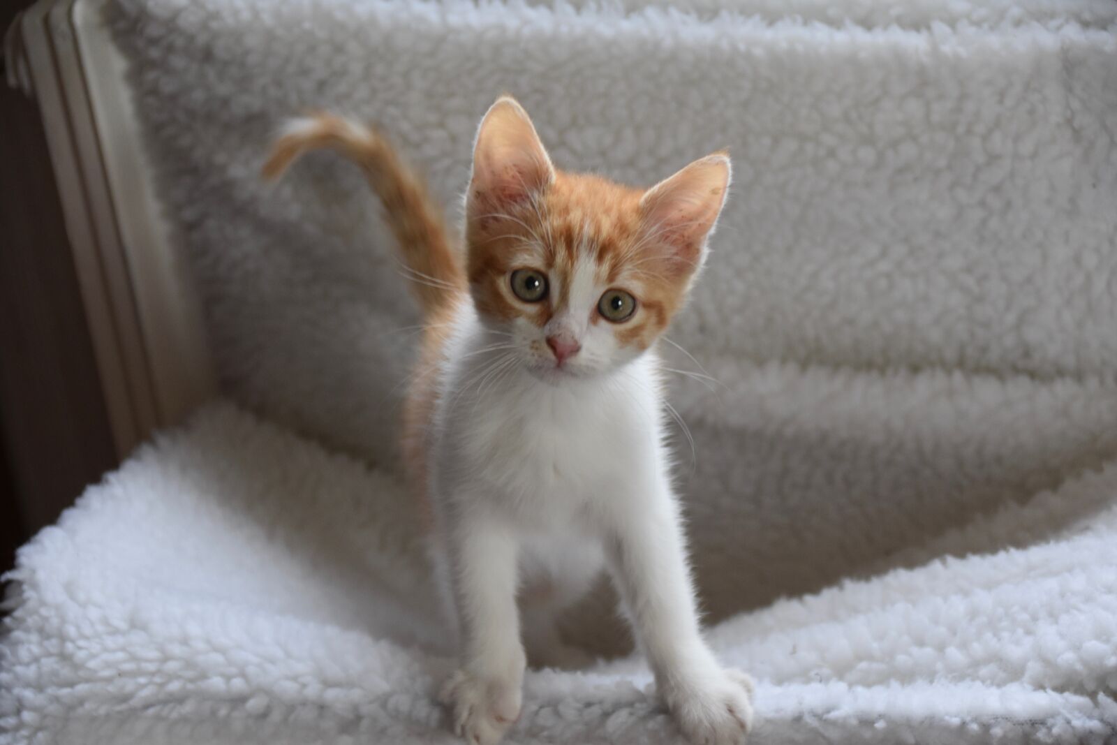 Nikon D5600 sample photo. Kitten, feline, baby cat photography