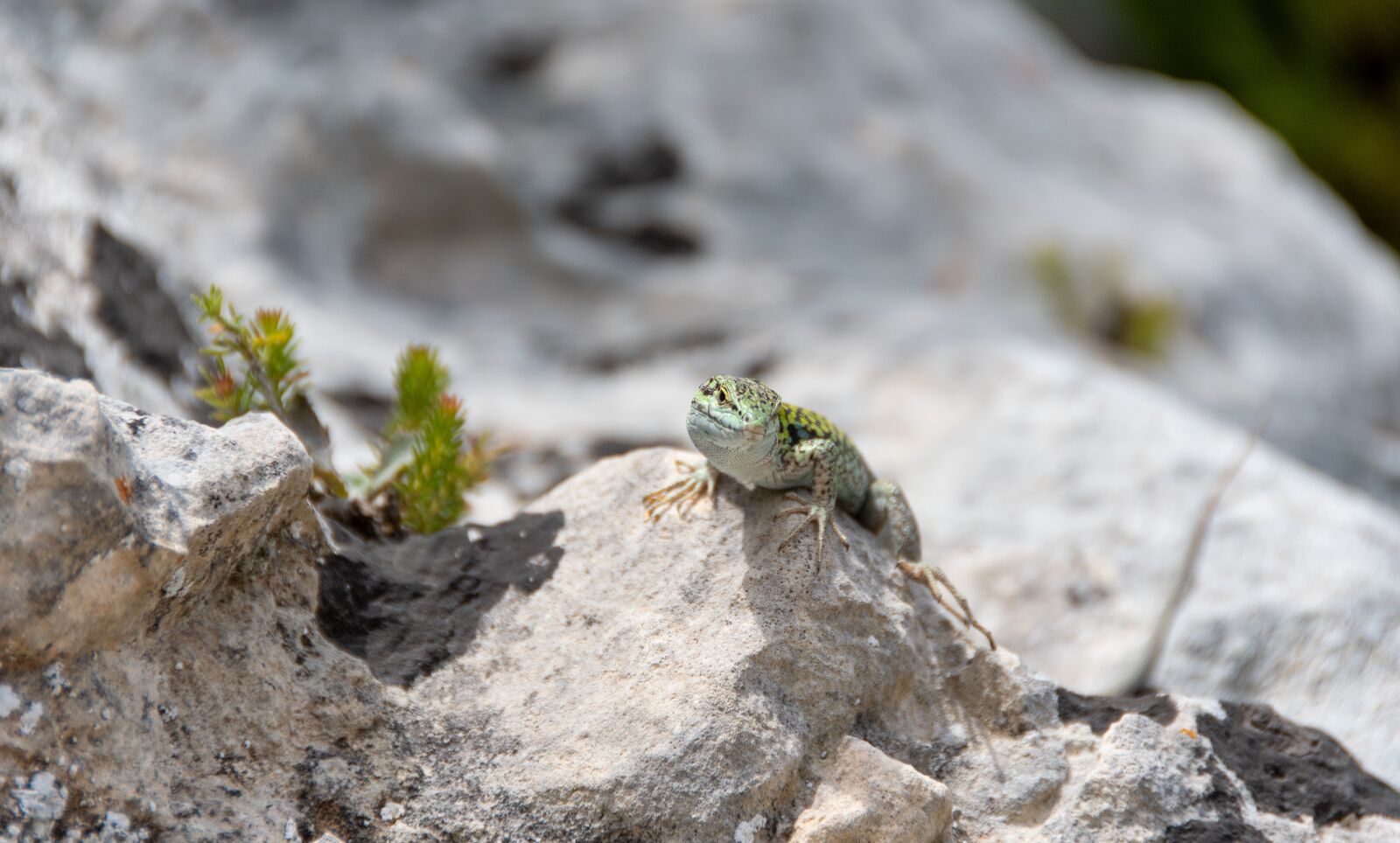 Nikon D500 sample photo. The lizard, gad, animals photography